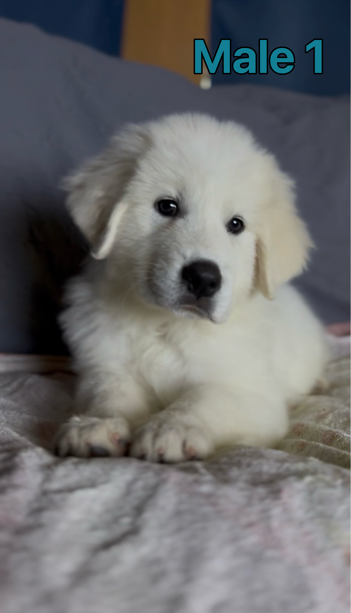 Great Pyrenees READY NOW image 1