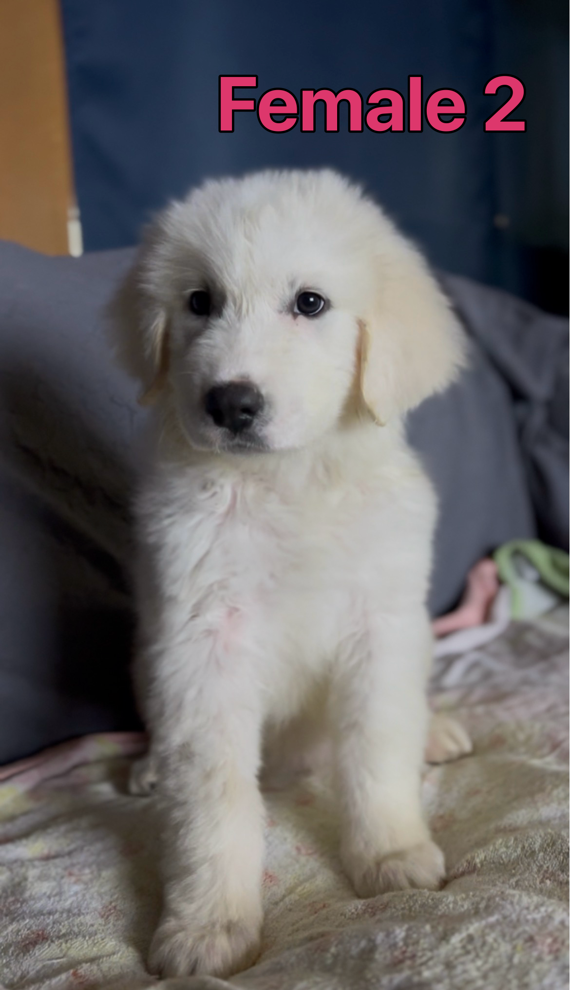 Great Pyrenees READY NOW image 2