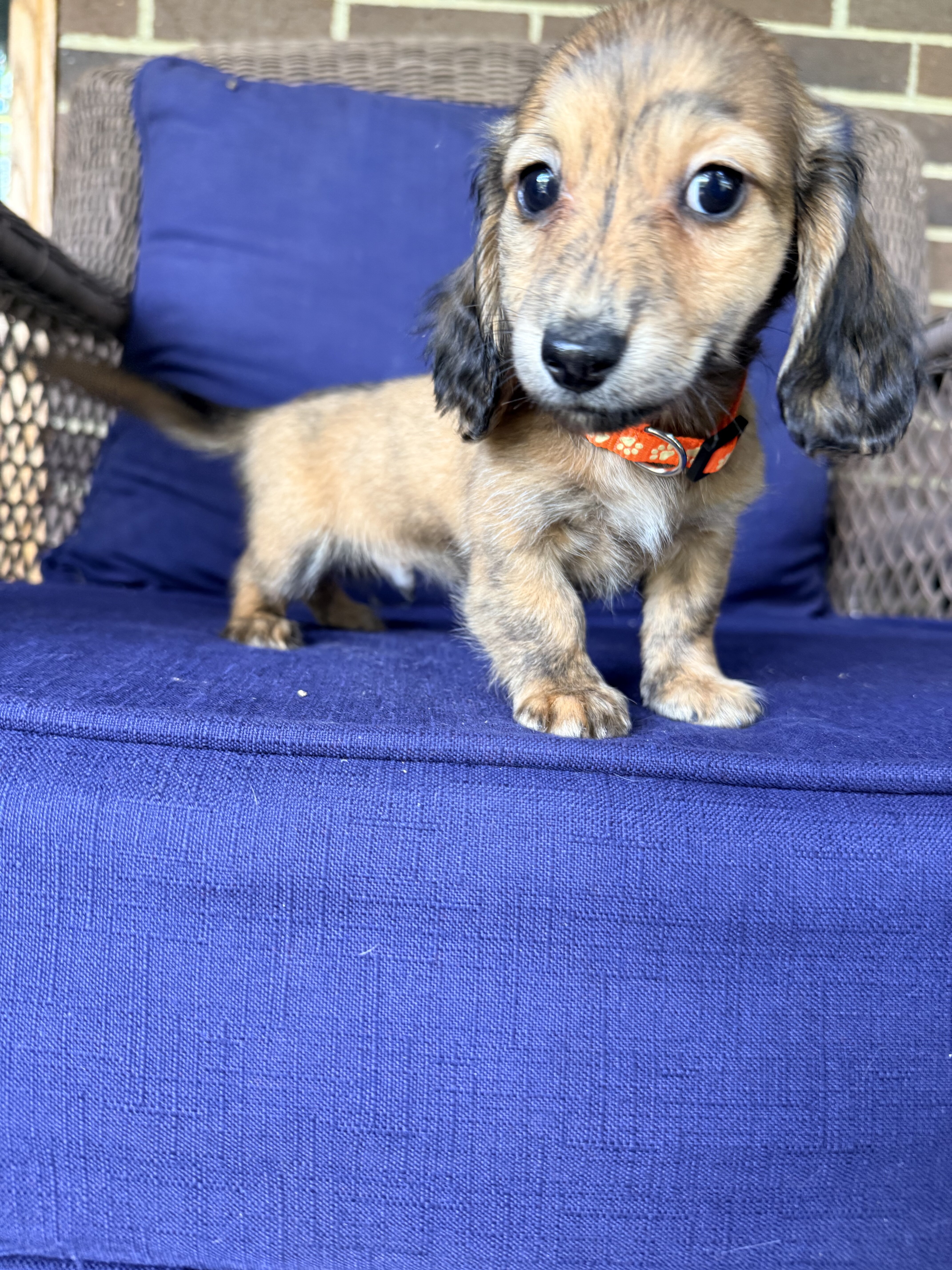 Miniature Dachshund Puppies image 3