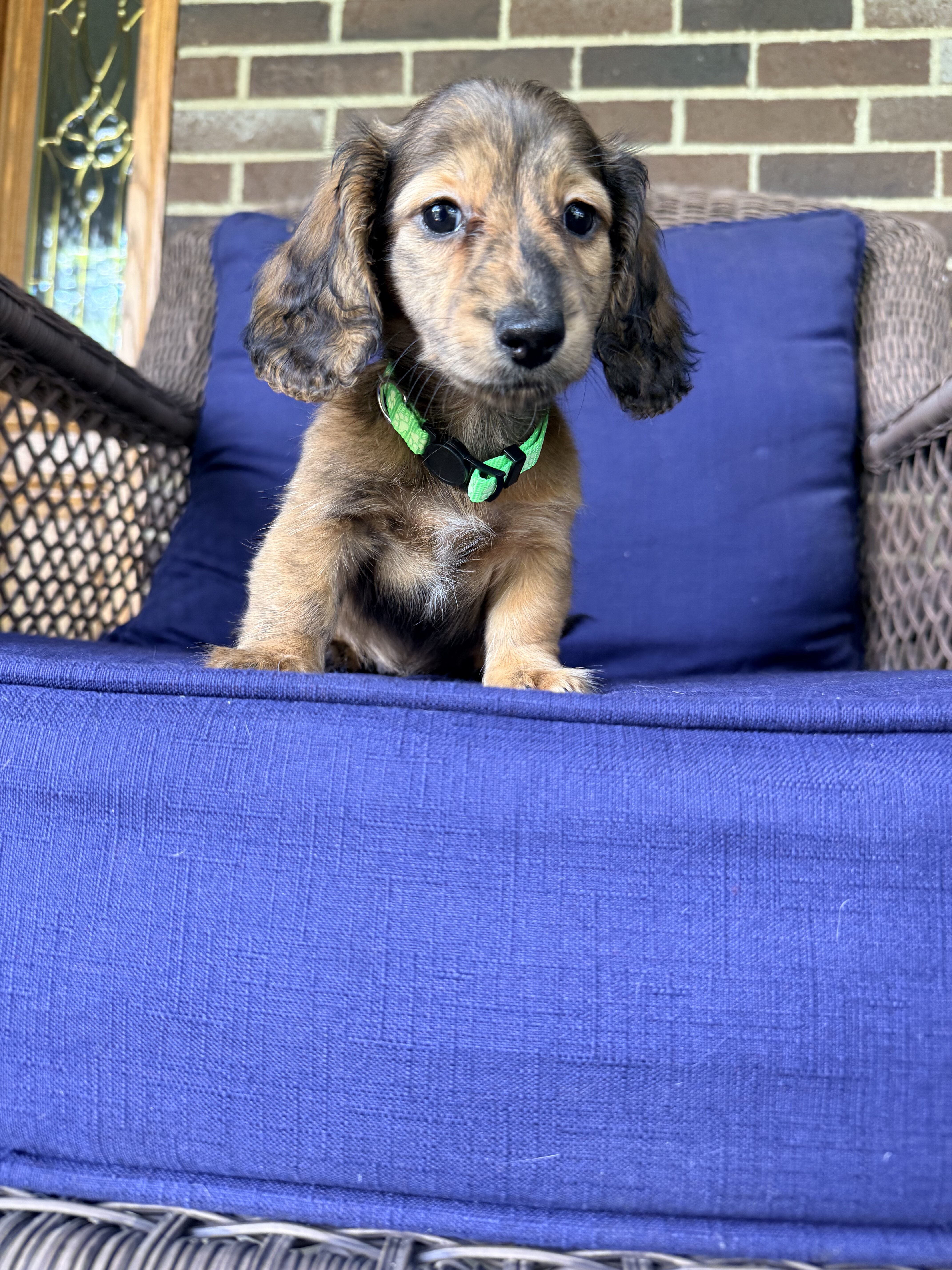 Miniature Dachshund Puppies image 2