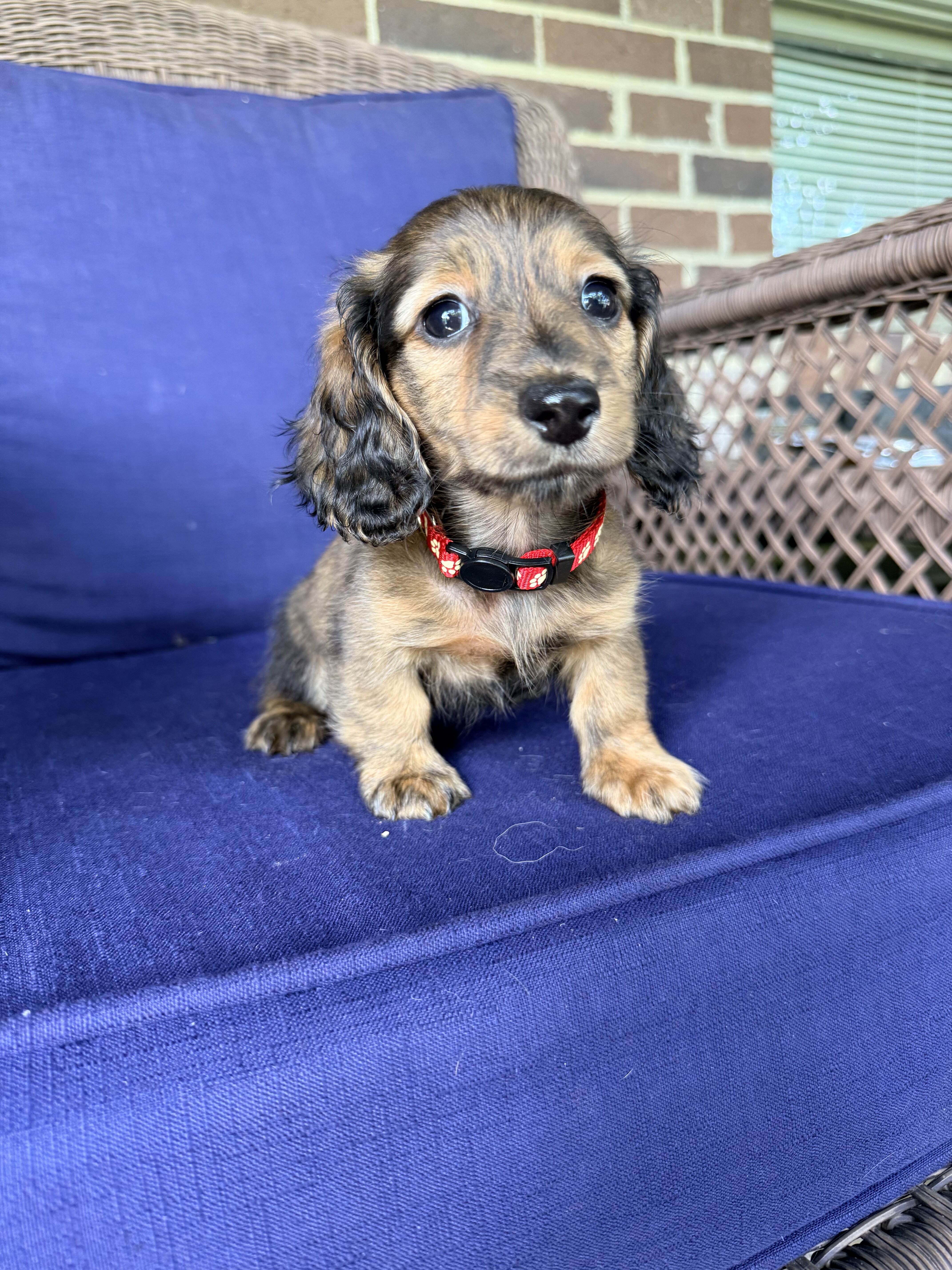 Miniature Dachshund Puppies image 1