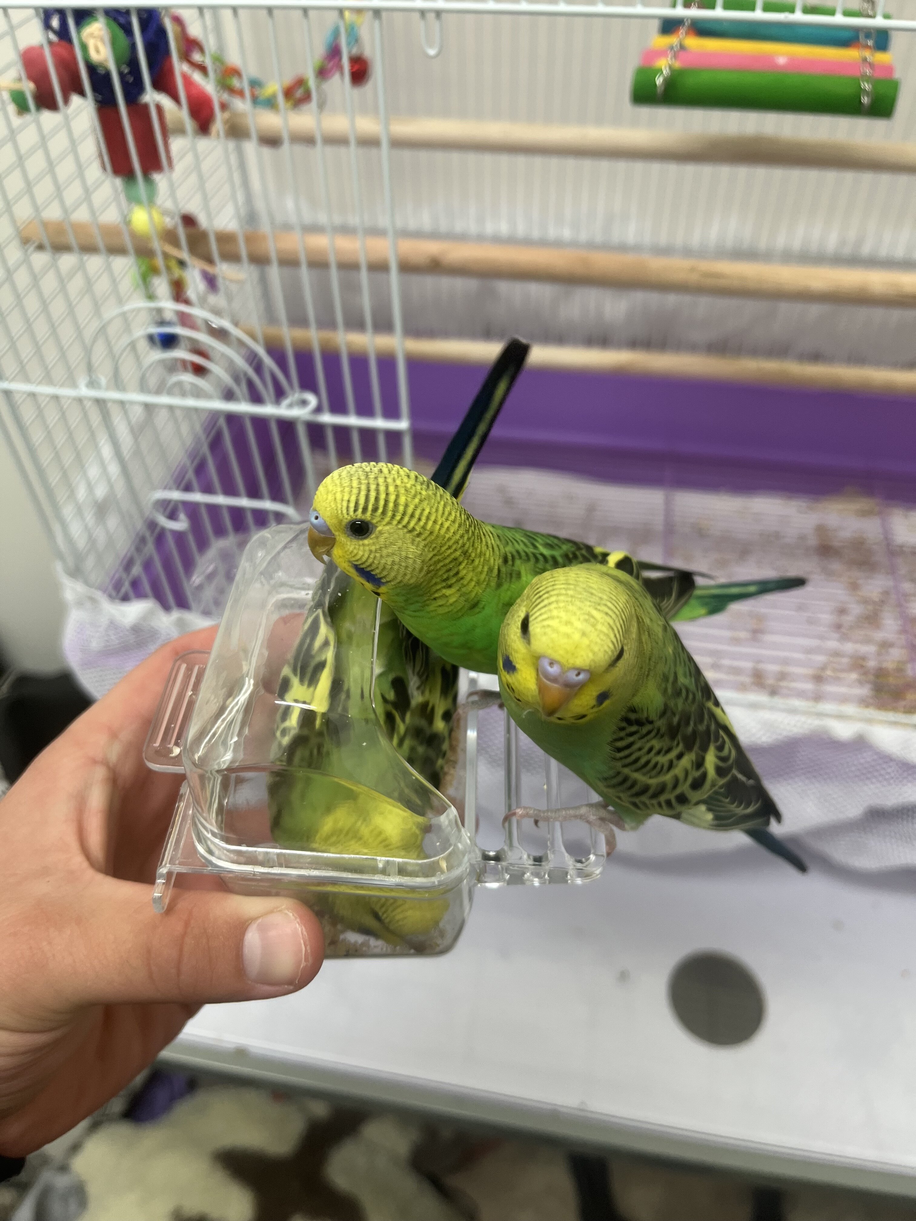 Three Parakeets image 1