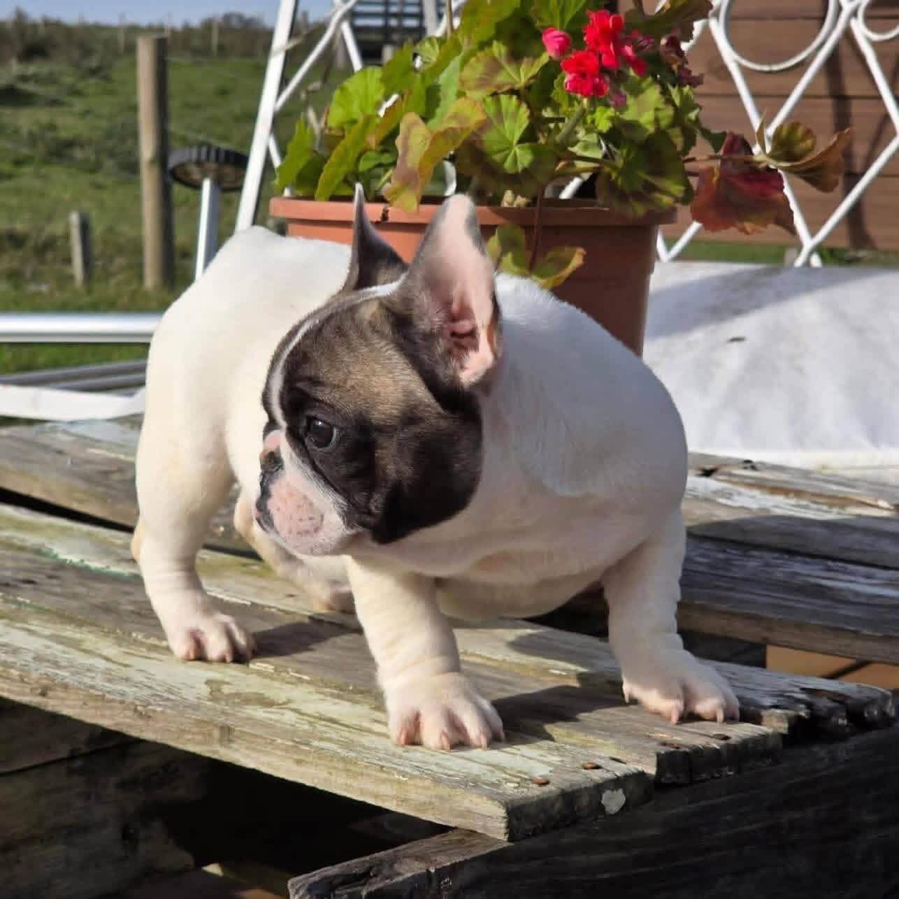 Frenchie image 6