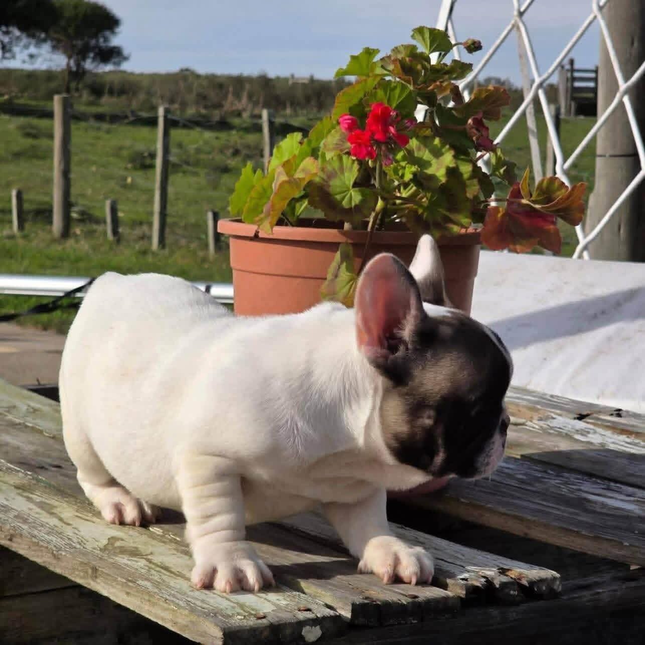 Frenchie image 5