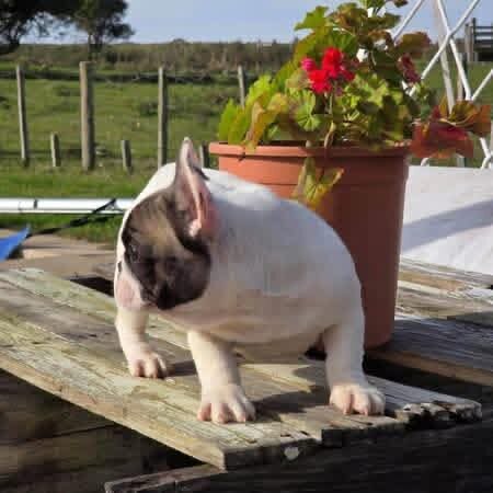 Frenchie image 4