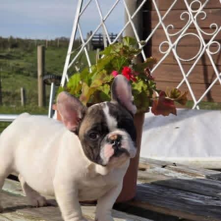 Frenchie image 3