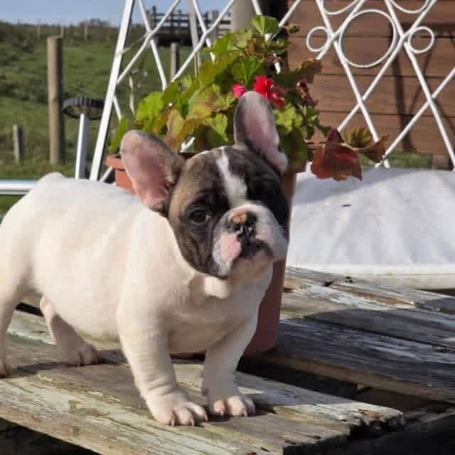 Frenchie image 2