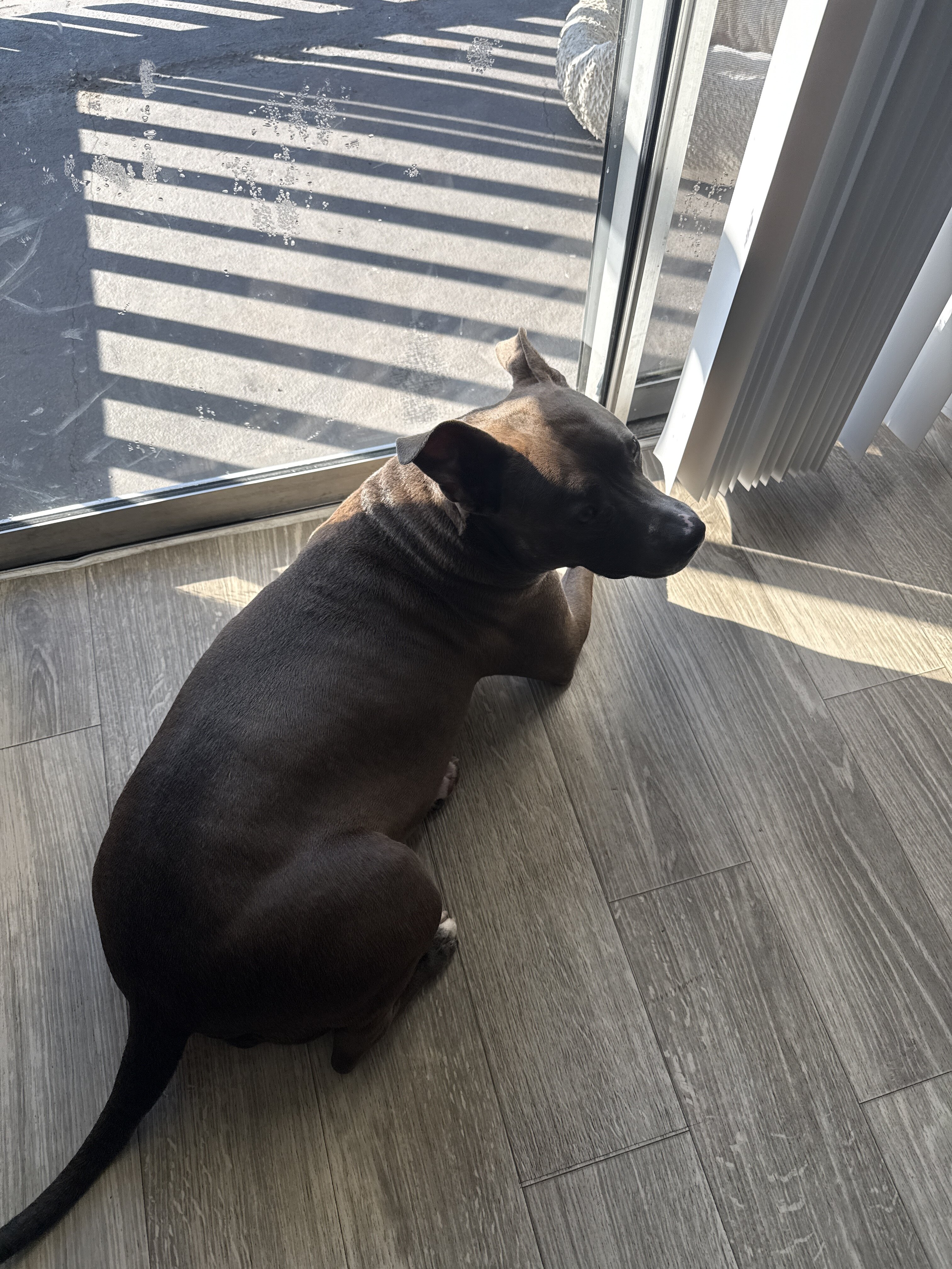 Fabi (staffy/pitbull mix) female 4 yo image 5