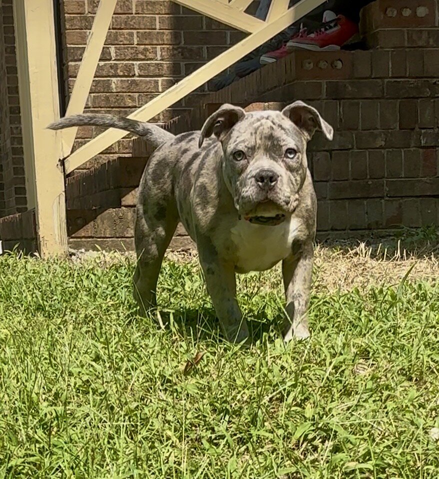 Bully pup image 3