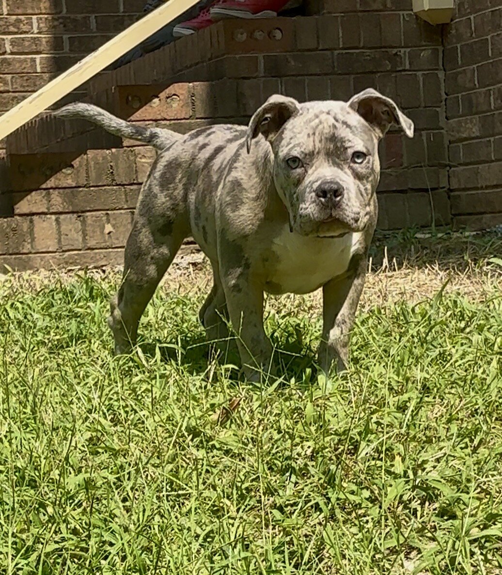 Bully pup image 2