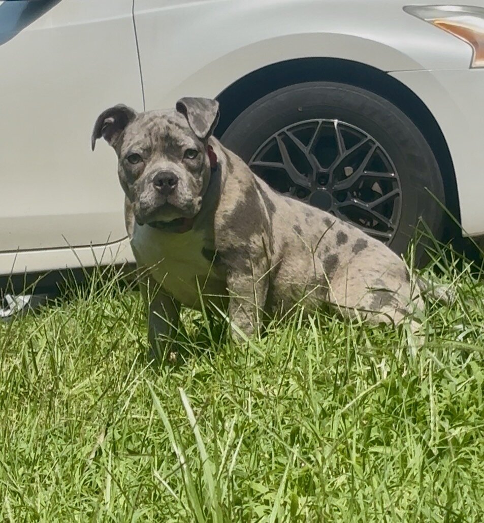 Bully pup image 1