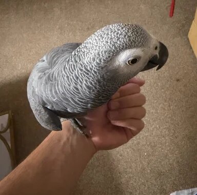 African Grey(Full Breed Congo) image 1