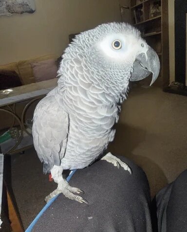 African Grey(Full Breed Congo) image 4