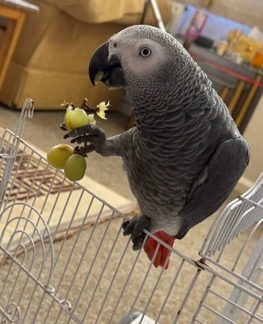 African Grey(Full Breed Congo) image 2