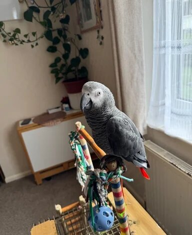 African Grey(Full Breed Congo) image 3