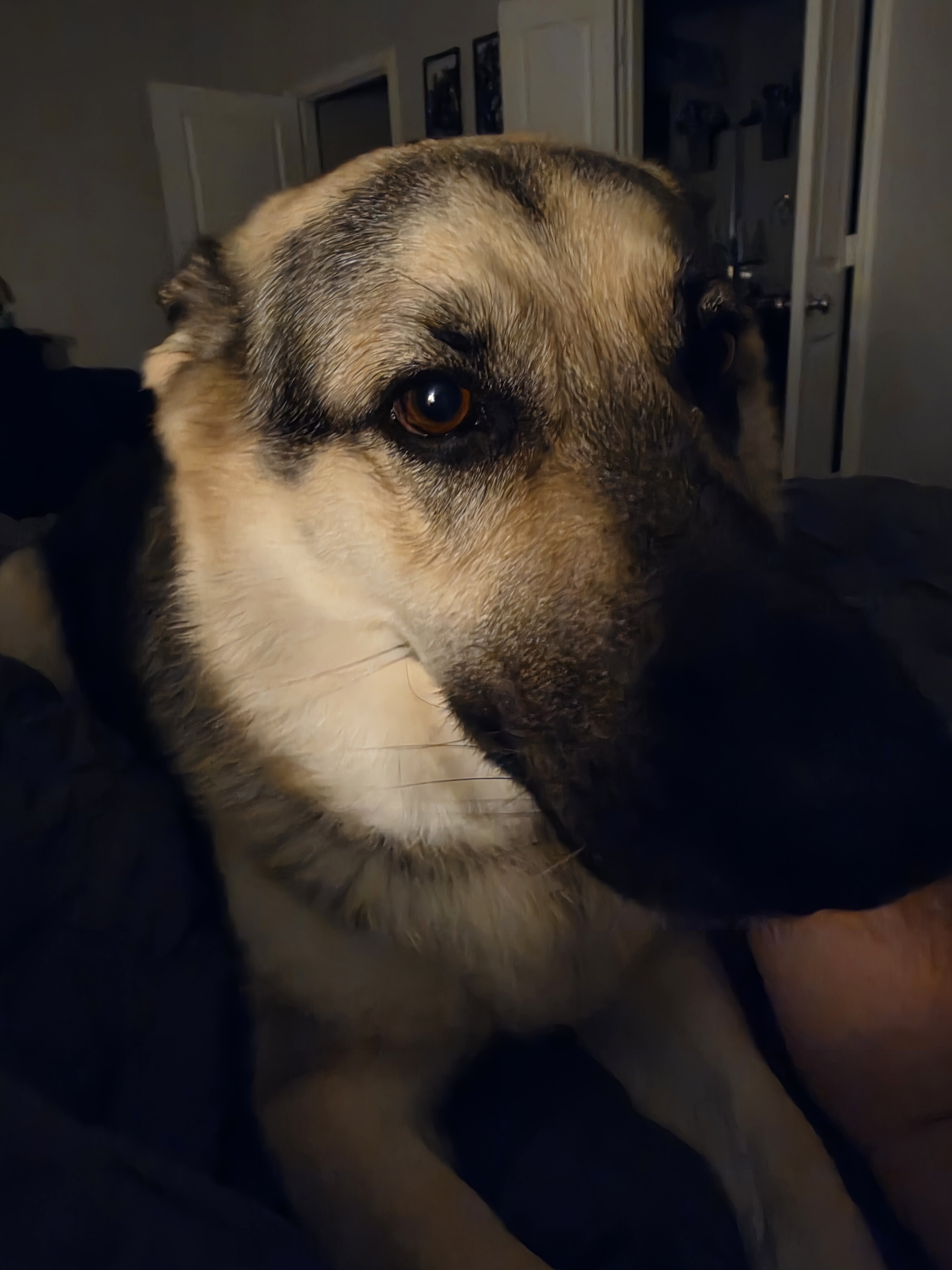 German Shepherd image 2