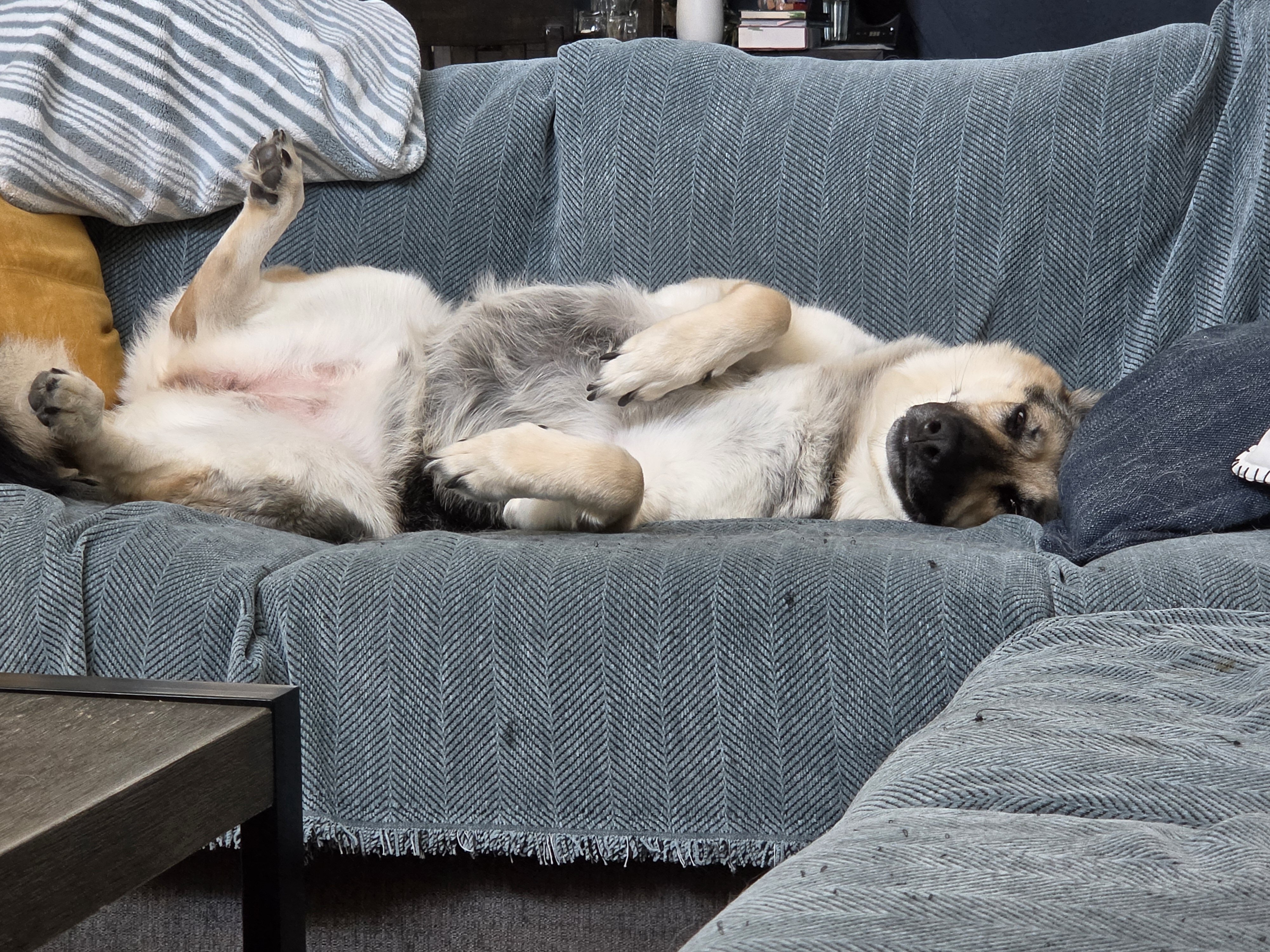 German Shepherd image 3
