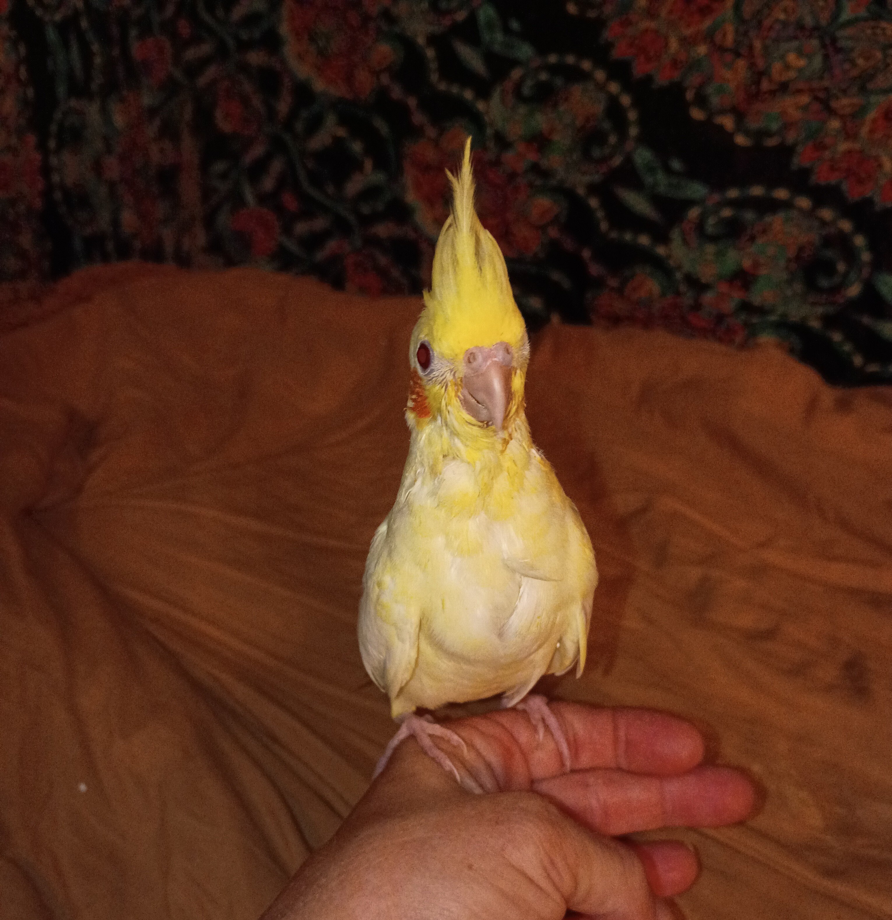 Cockatiels image 1