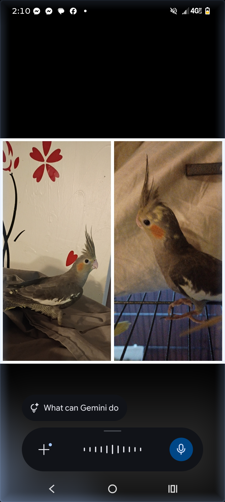 Cockatiels image 2