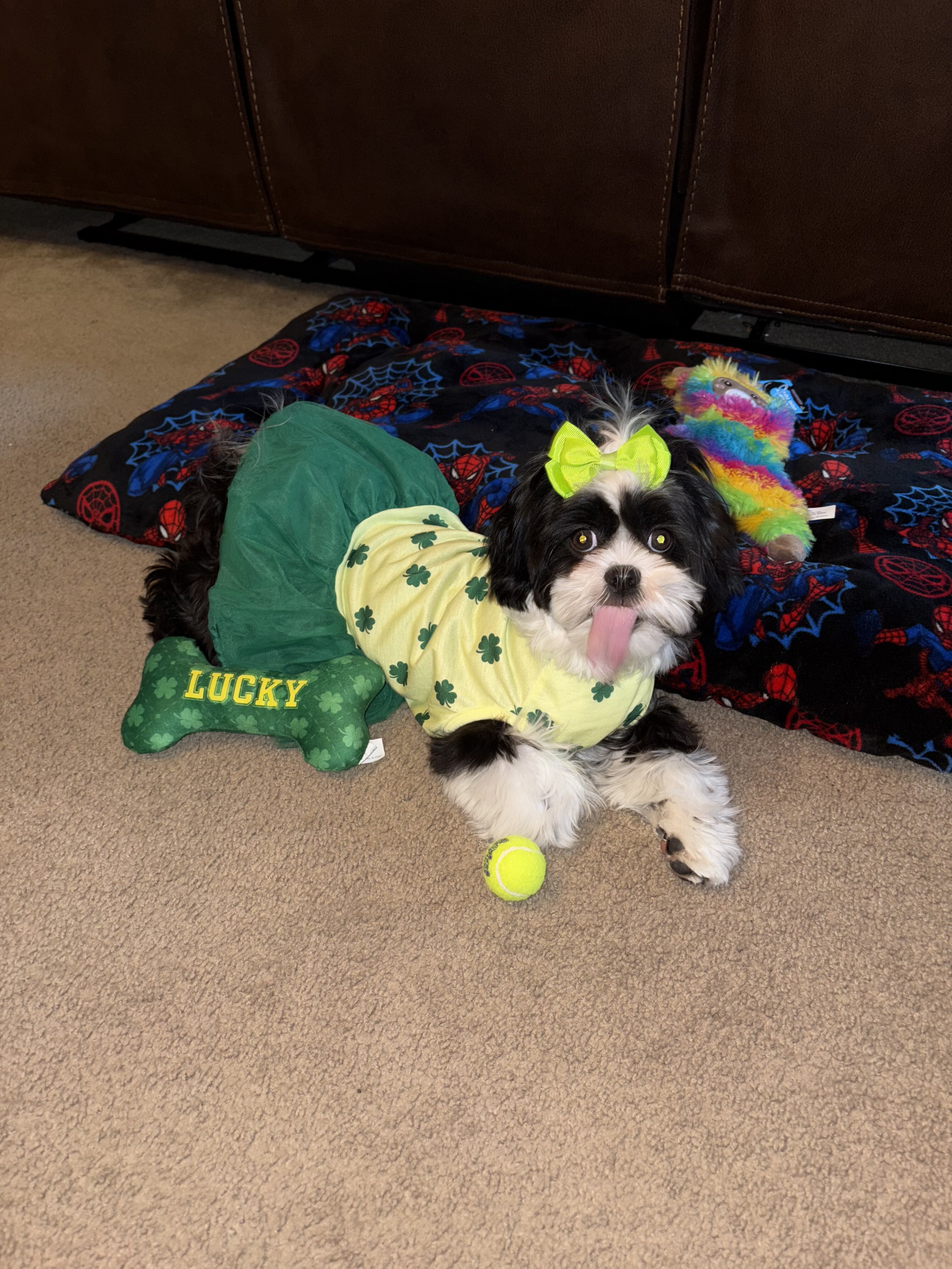 1 Year Old female Shih Tzu image 3
