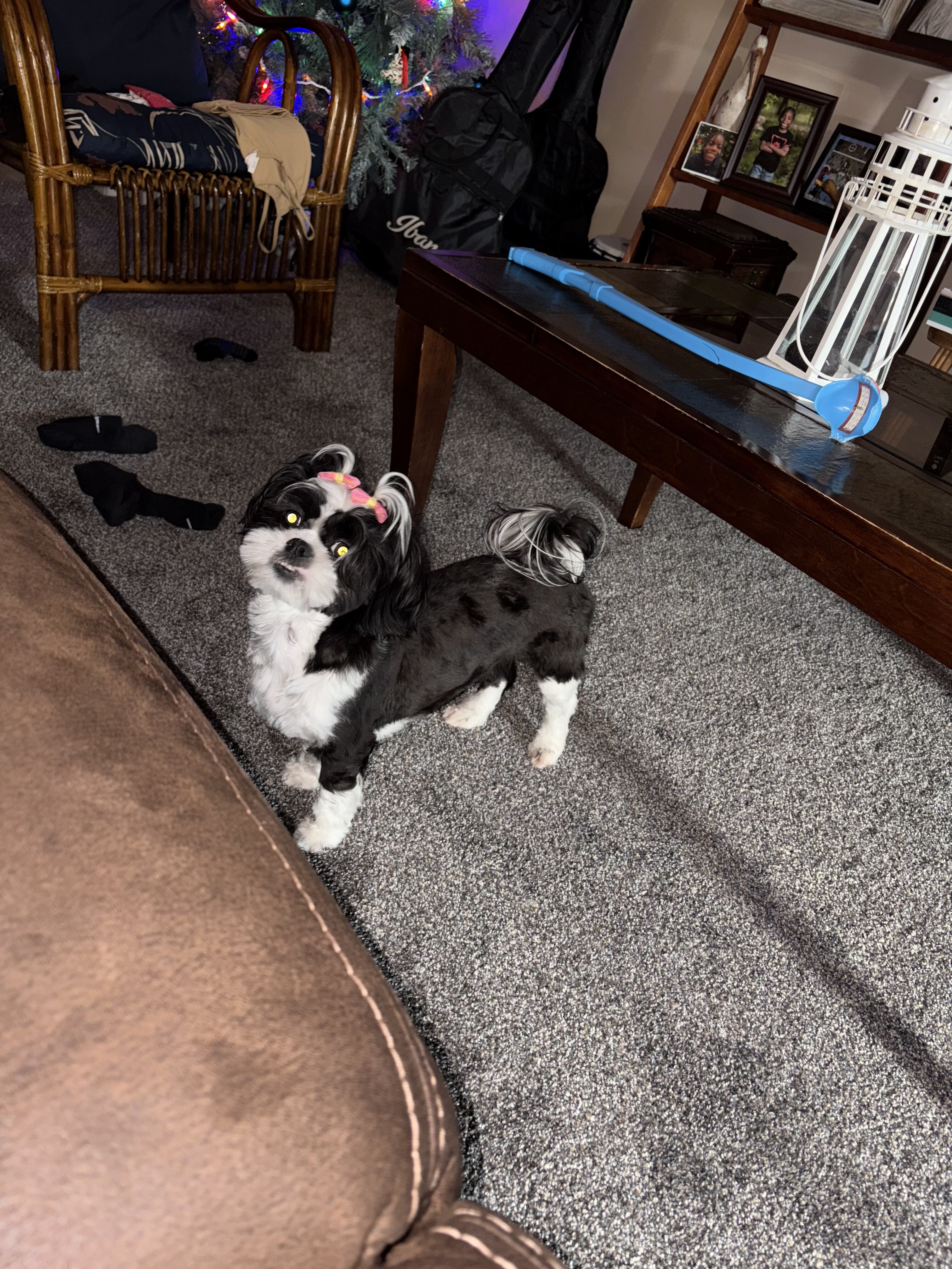 1 Year Old female Shih Tzu image 2