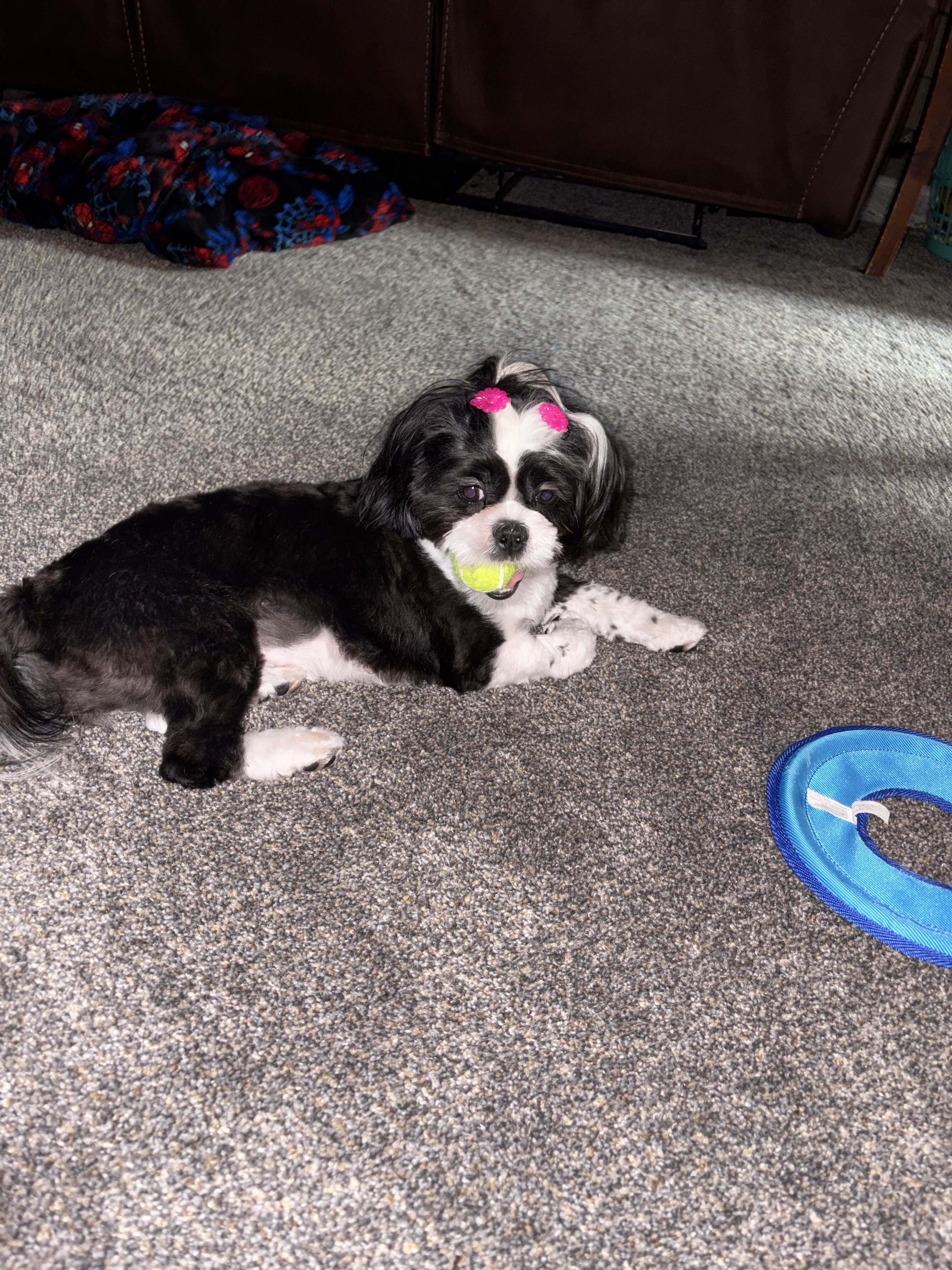 1 Year Old female Shih Tzu image 1