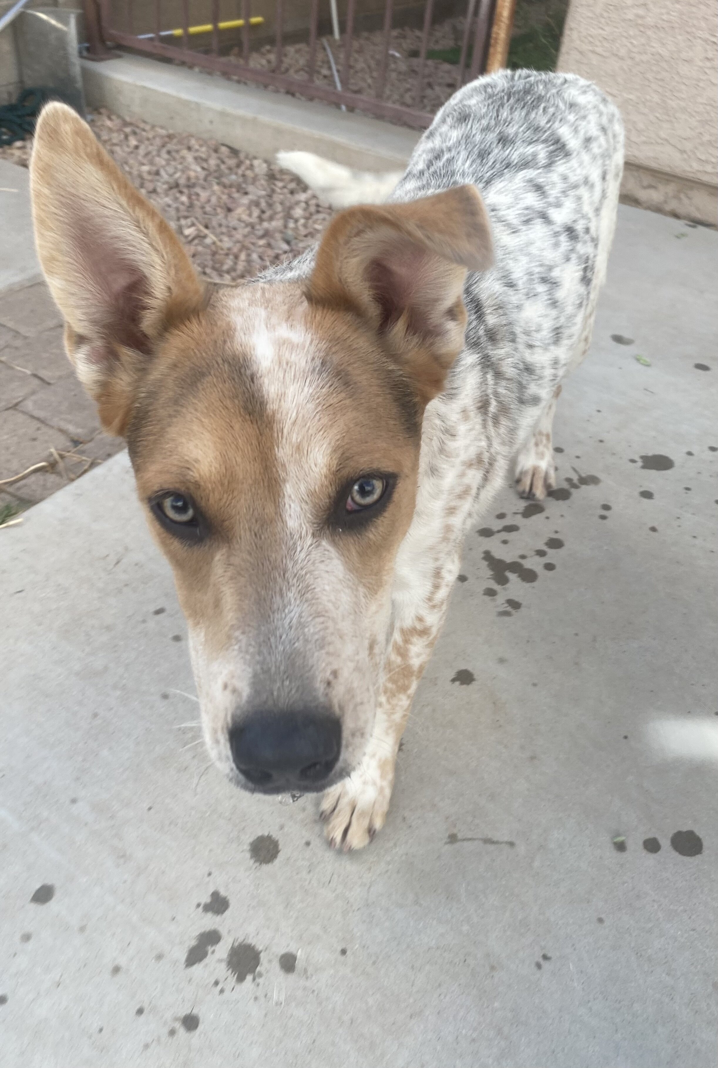 Older pup image 2