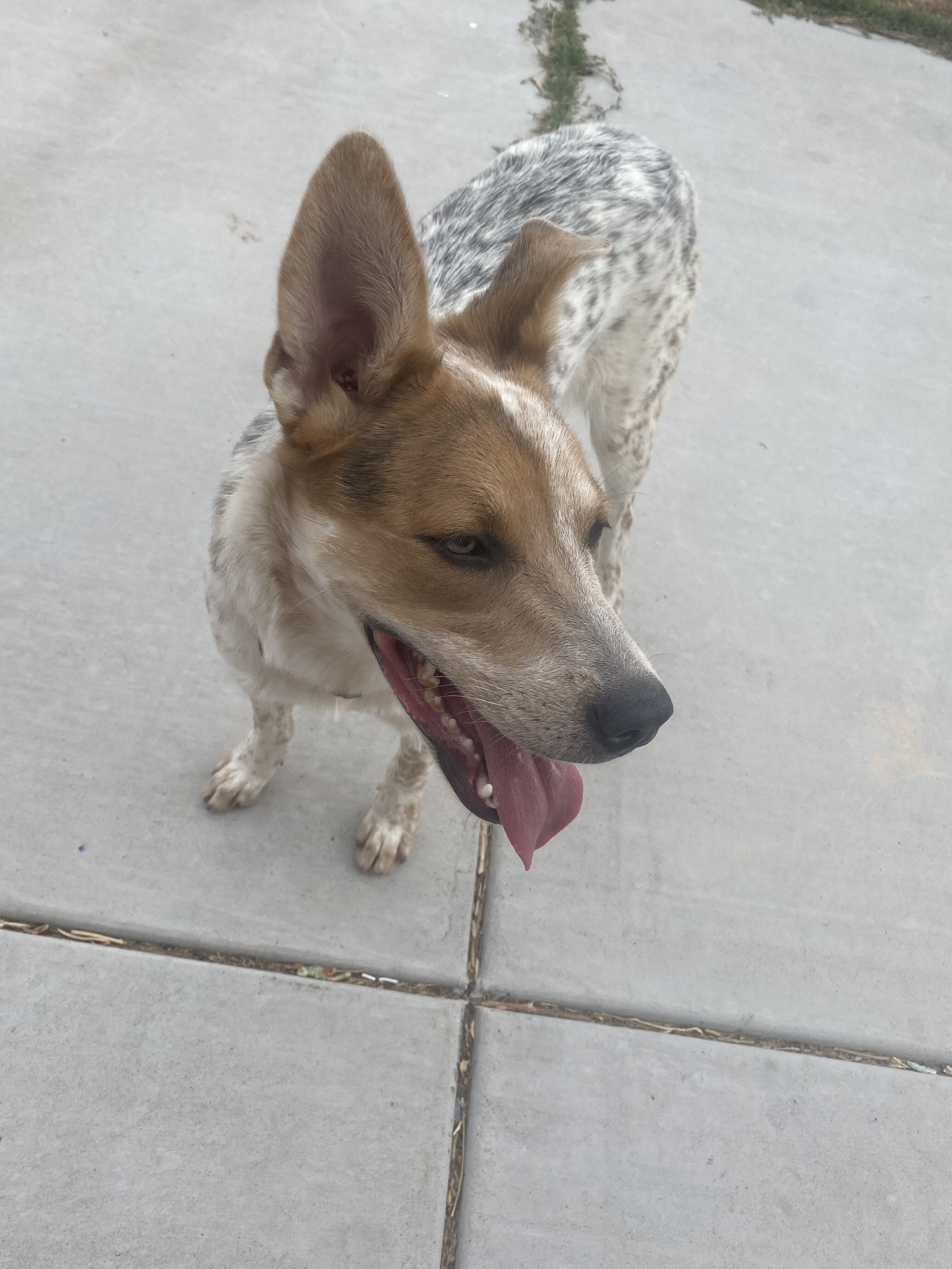 Older pup image 1