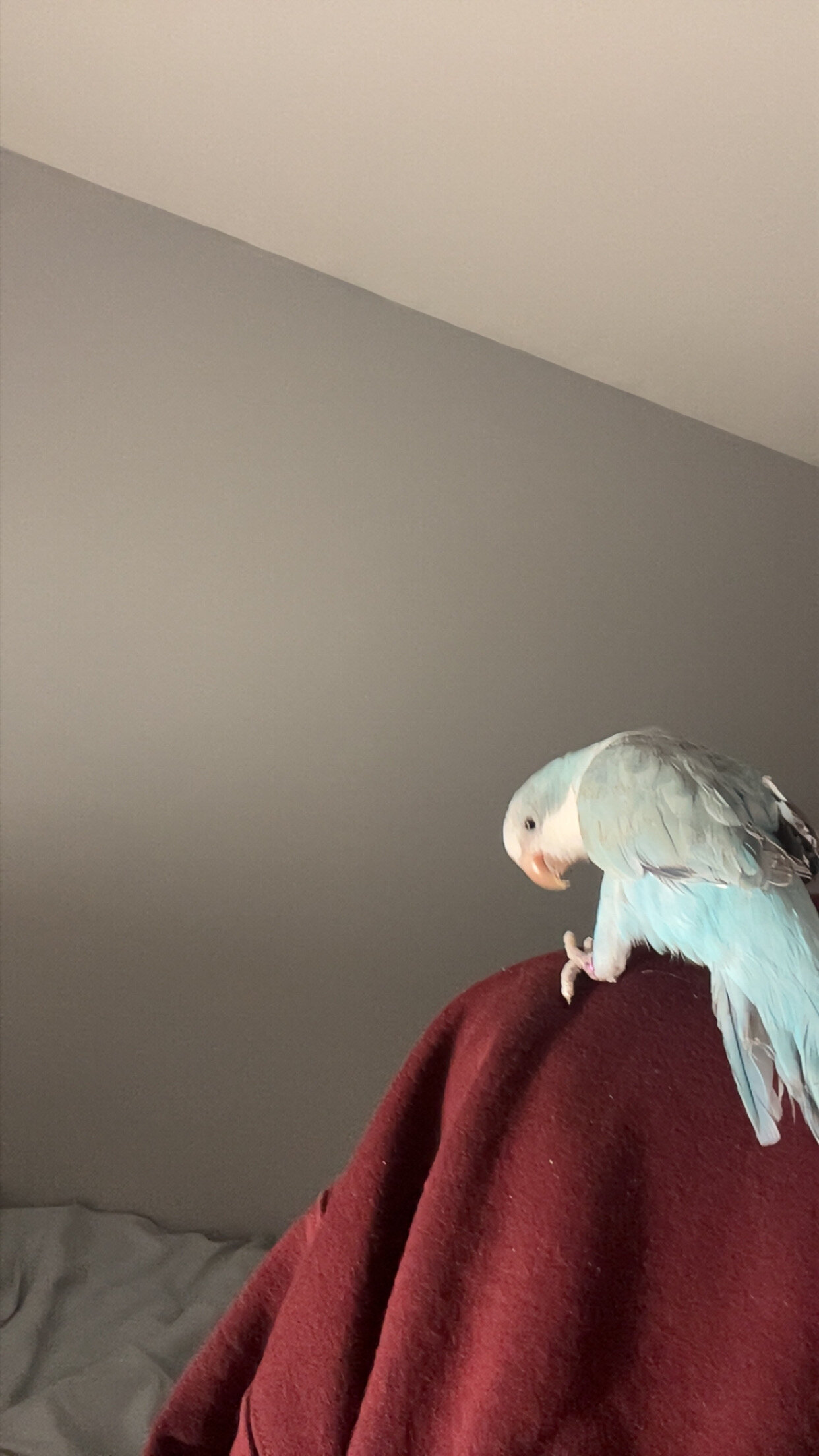Young Quaker Parrot image 4