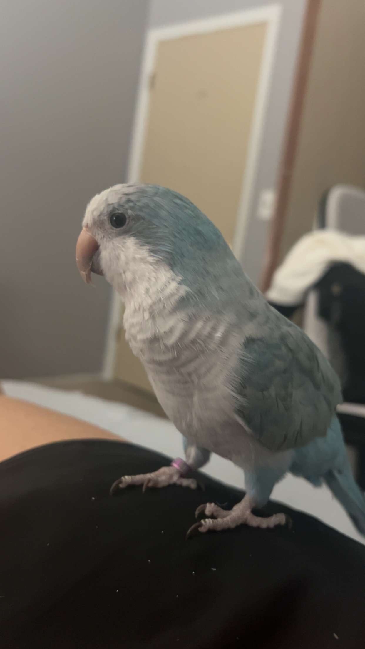 Young Quaker Parrot image 1