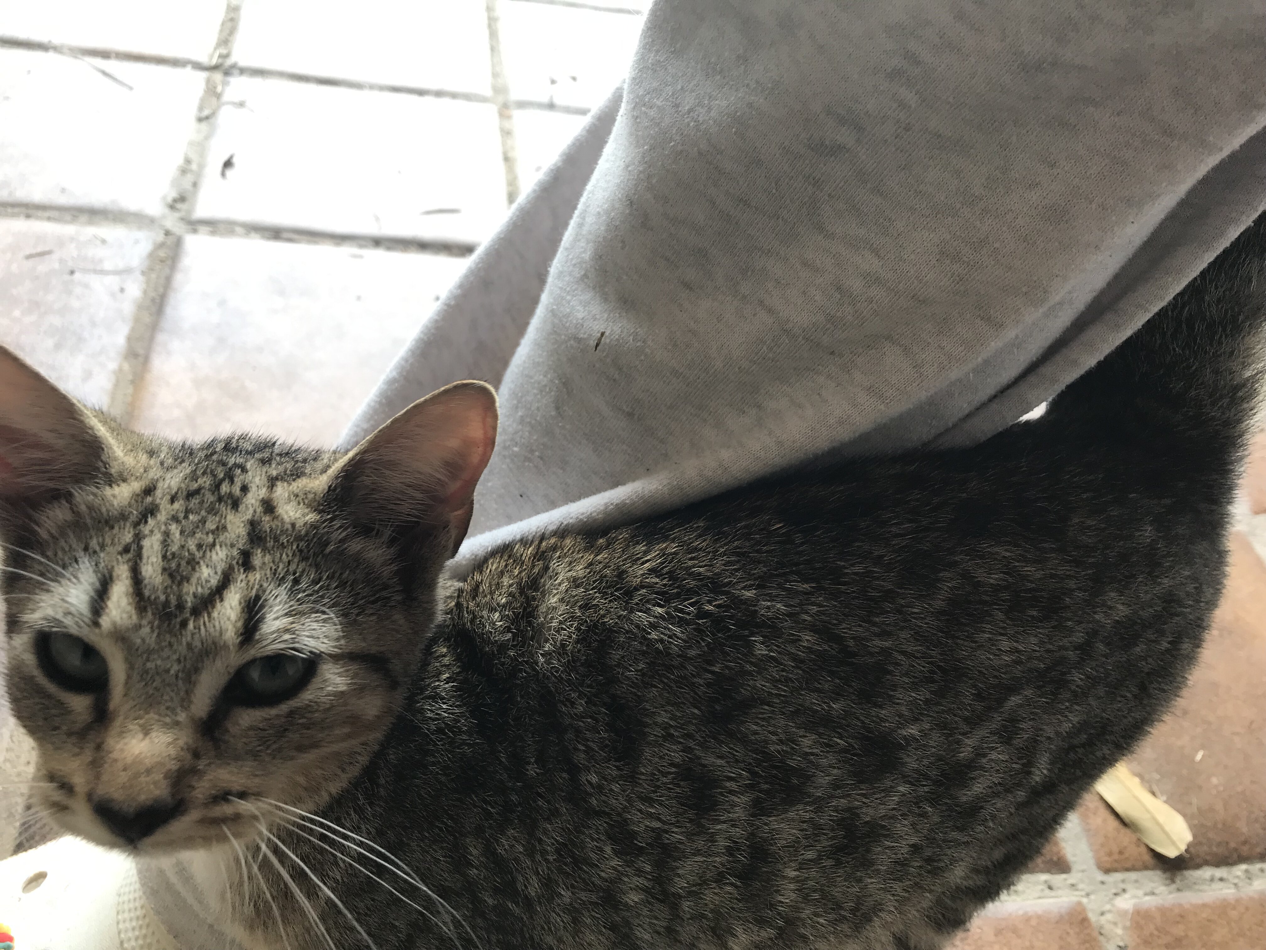 Kitten image 5