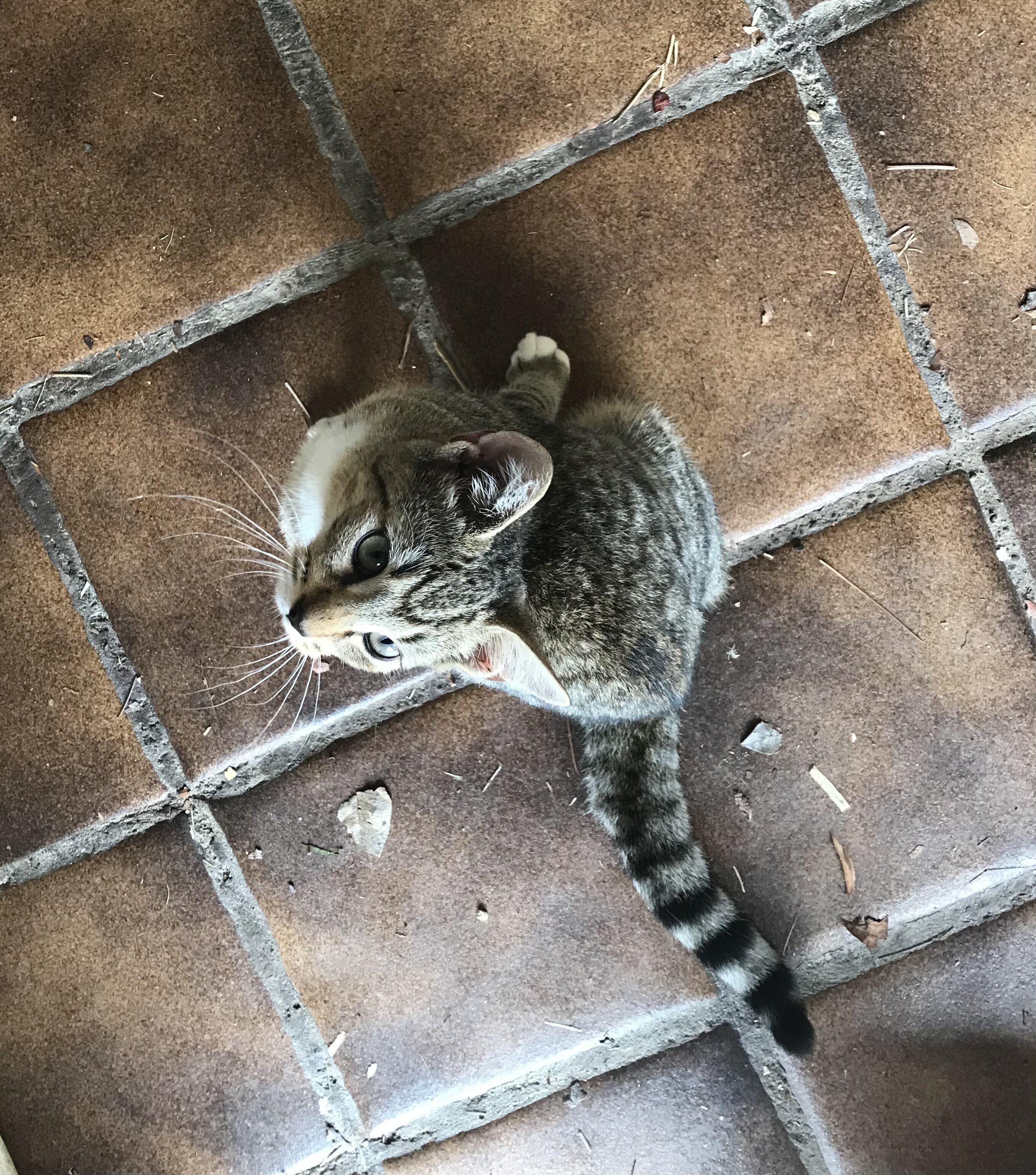 Kitten image 2