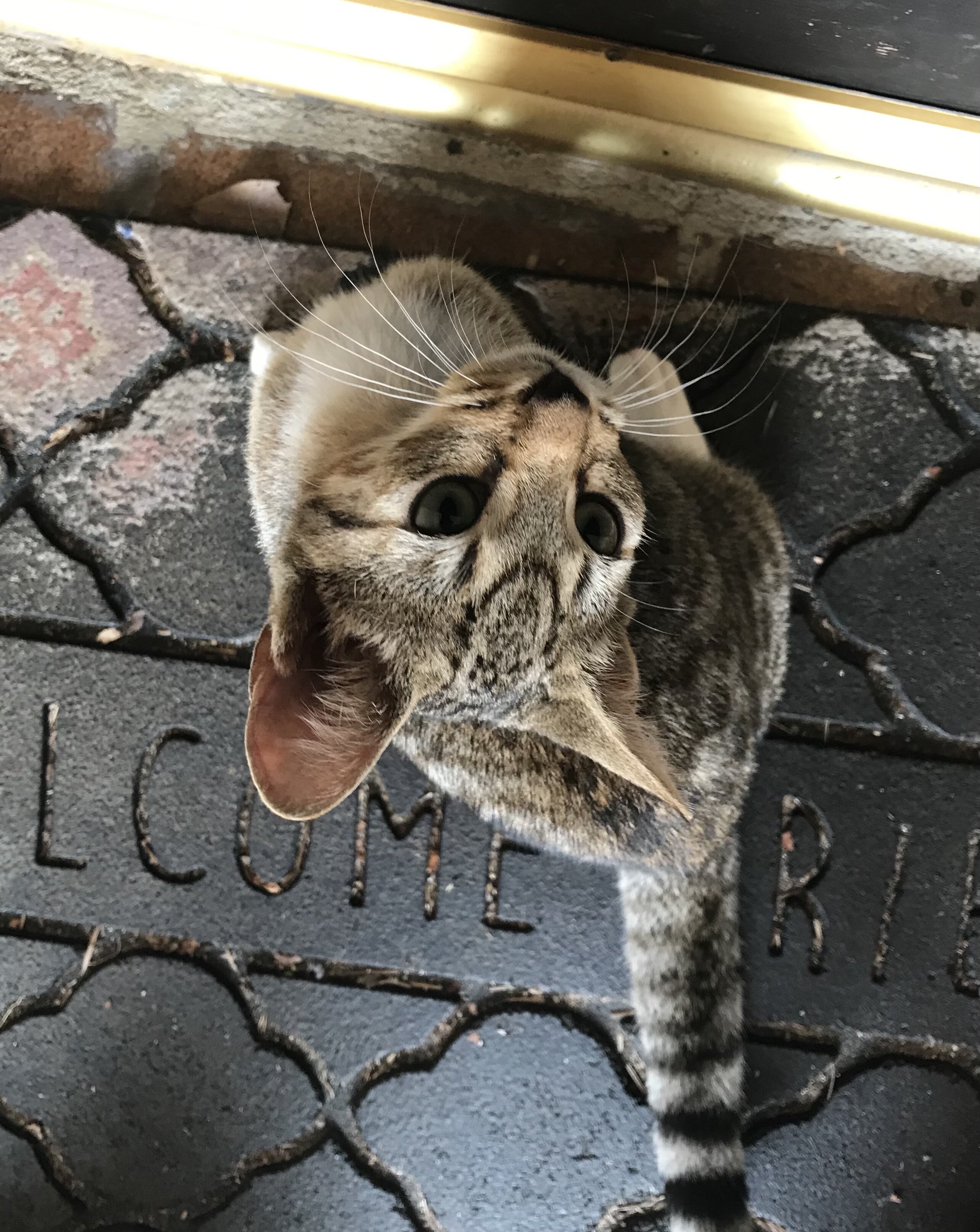 Kitten image 4