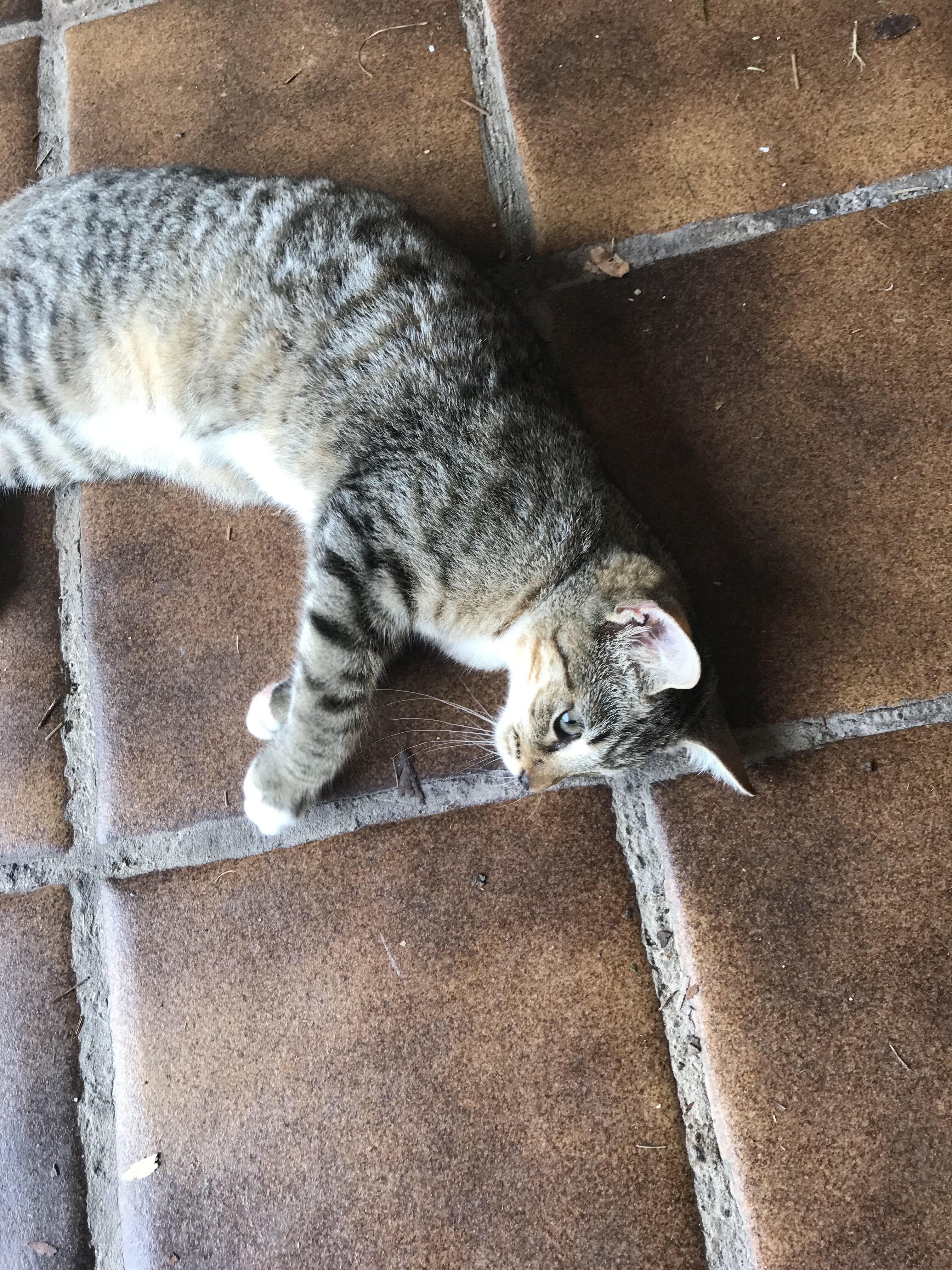 Kitten image 3