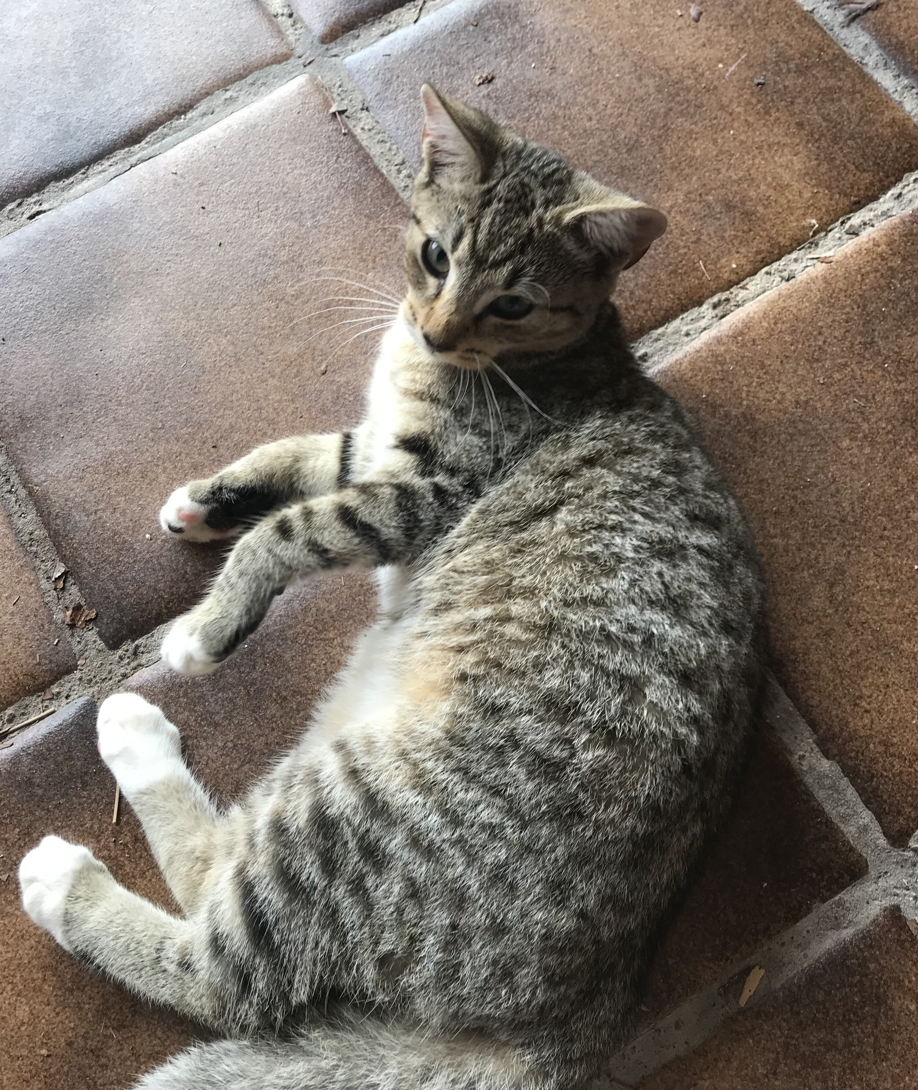 Kitten image 1