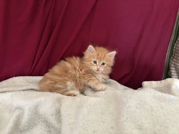 Whiskers, Tail & whole orange marble kitten image 1