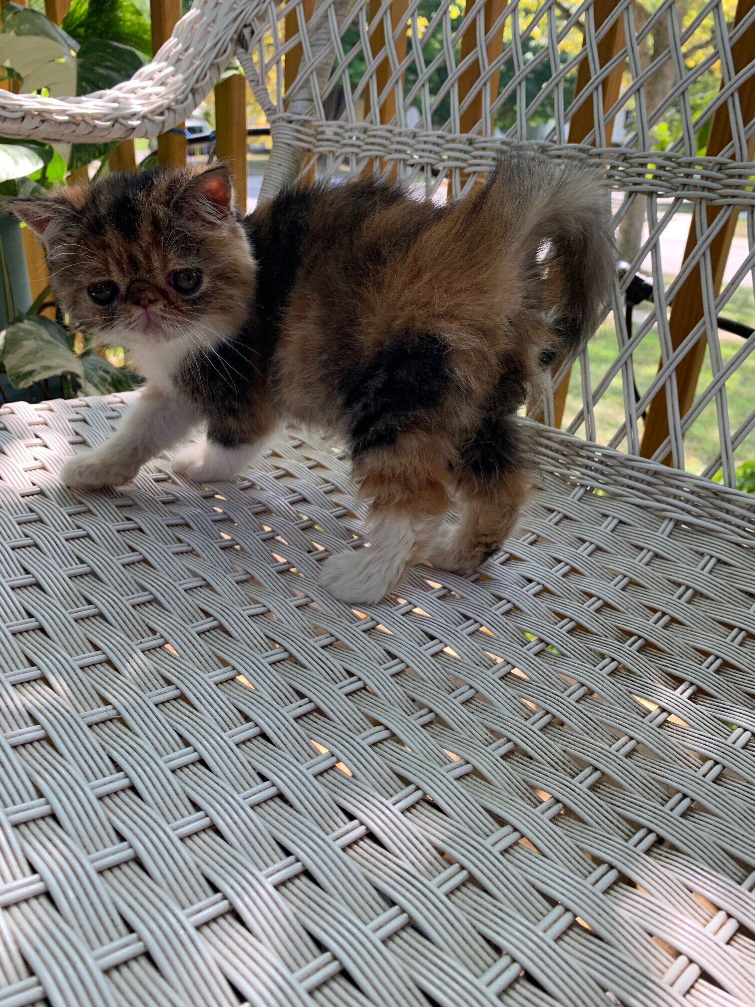 Exotic short hair kitten----Calio--Girl image 4