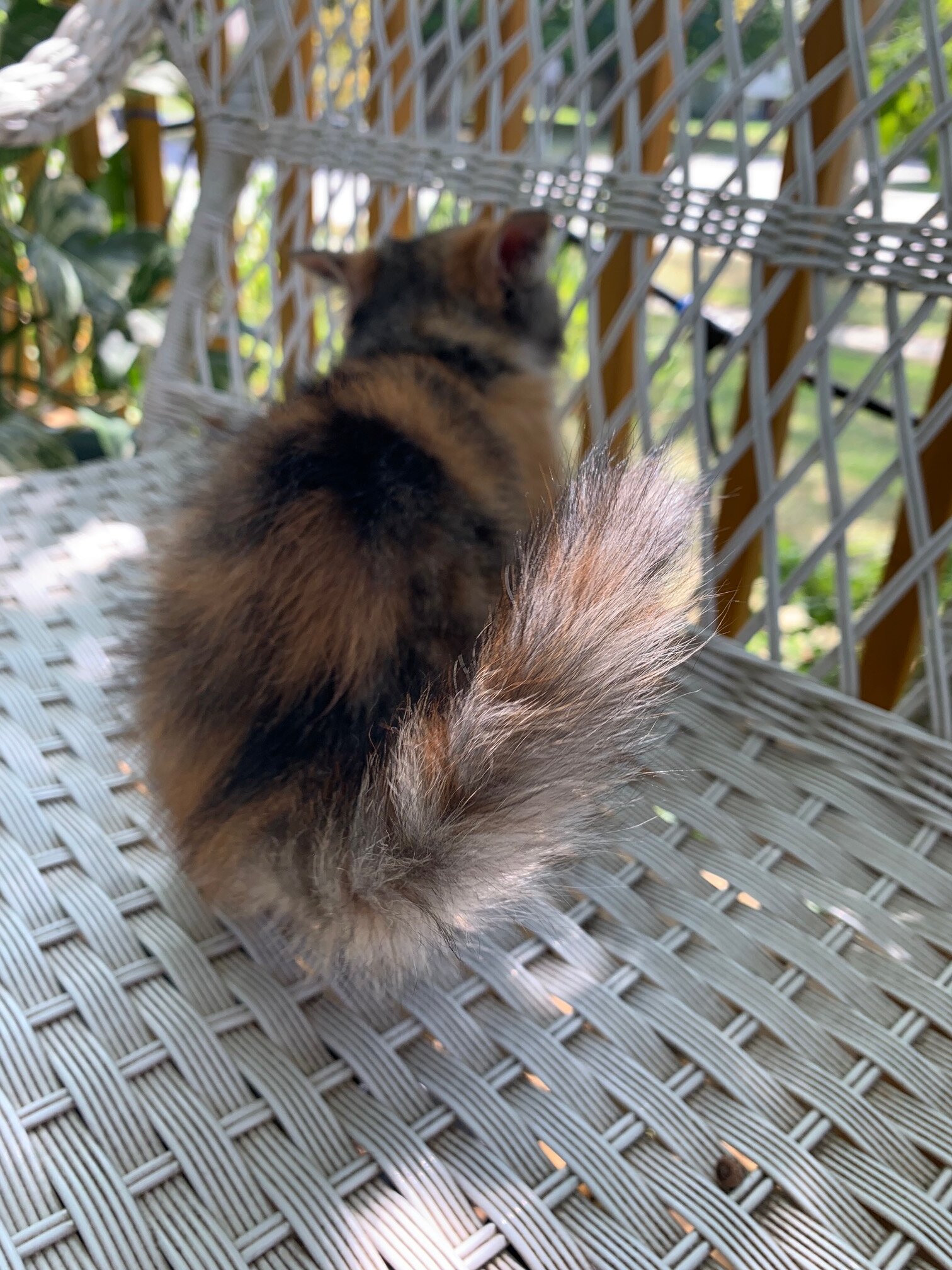 Exotic short hair kitten----Calio--Girl image 3