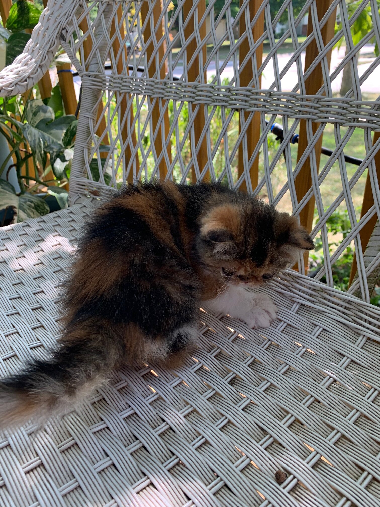 Exotic short hair kitten----Calio--Girl image 2