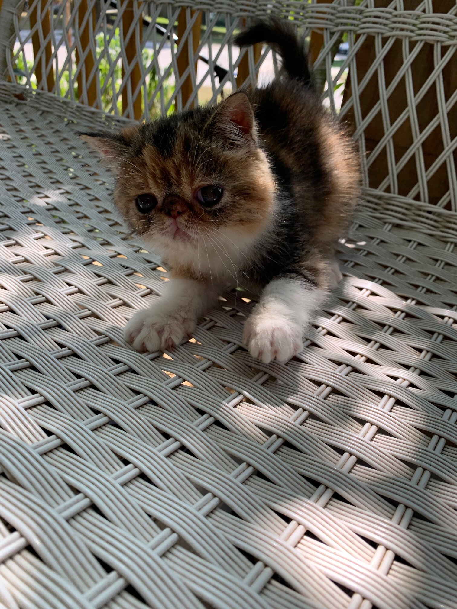 Exotic short hair kitten----Calio--Girl image 1