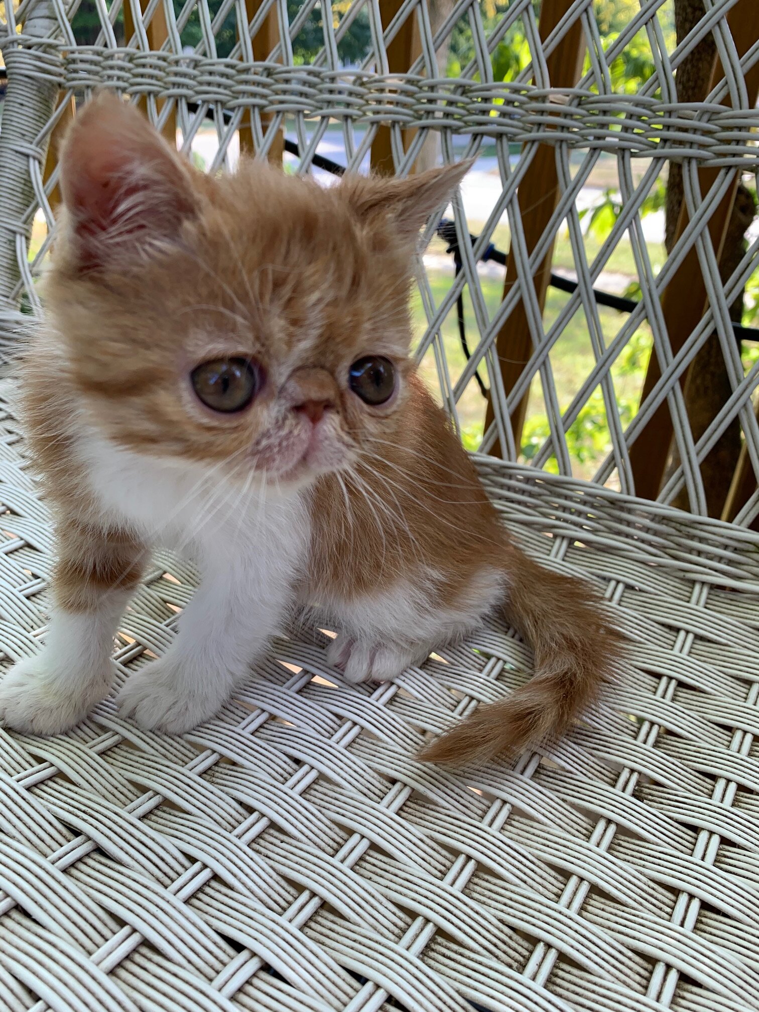 exotic shorthair kitten-----Male image 3