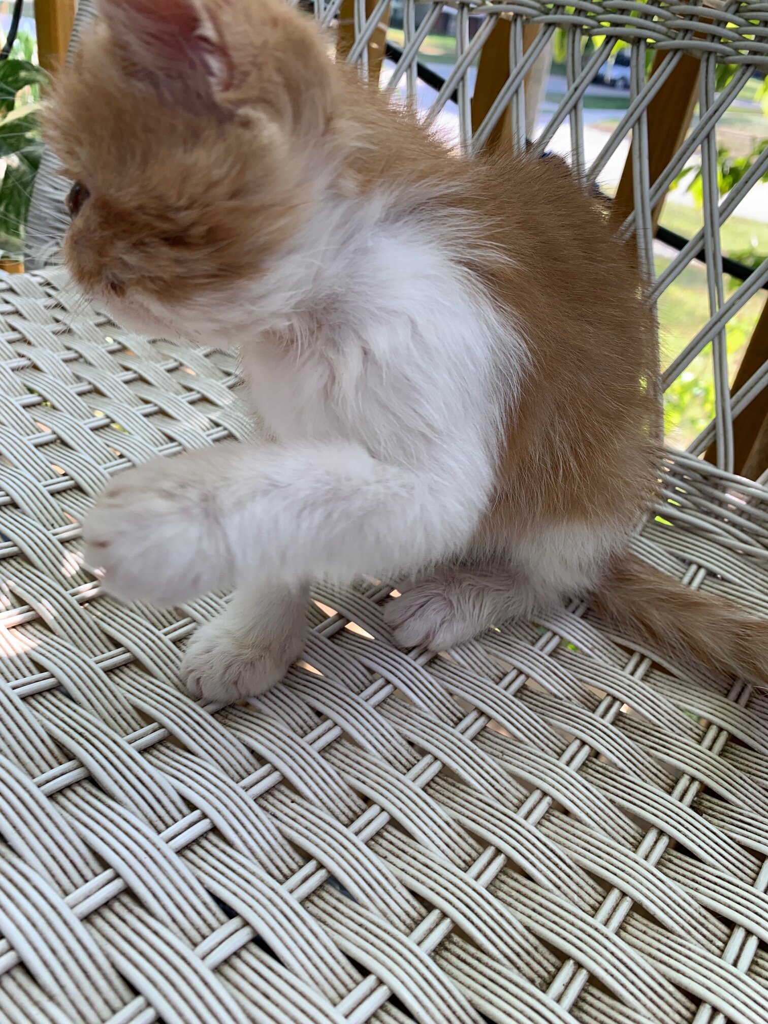 exotic shorthair kitten-----Male image 2