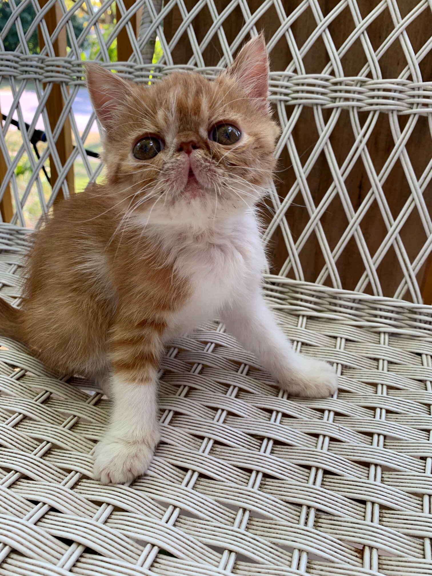 exotic shorthair kitten-----Male image 1
