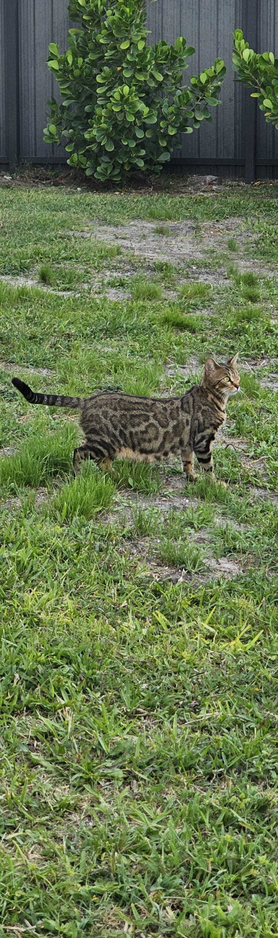 Bengal cats image 2
