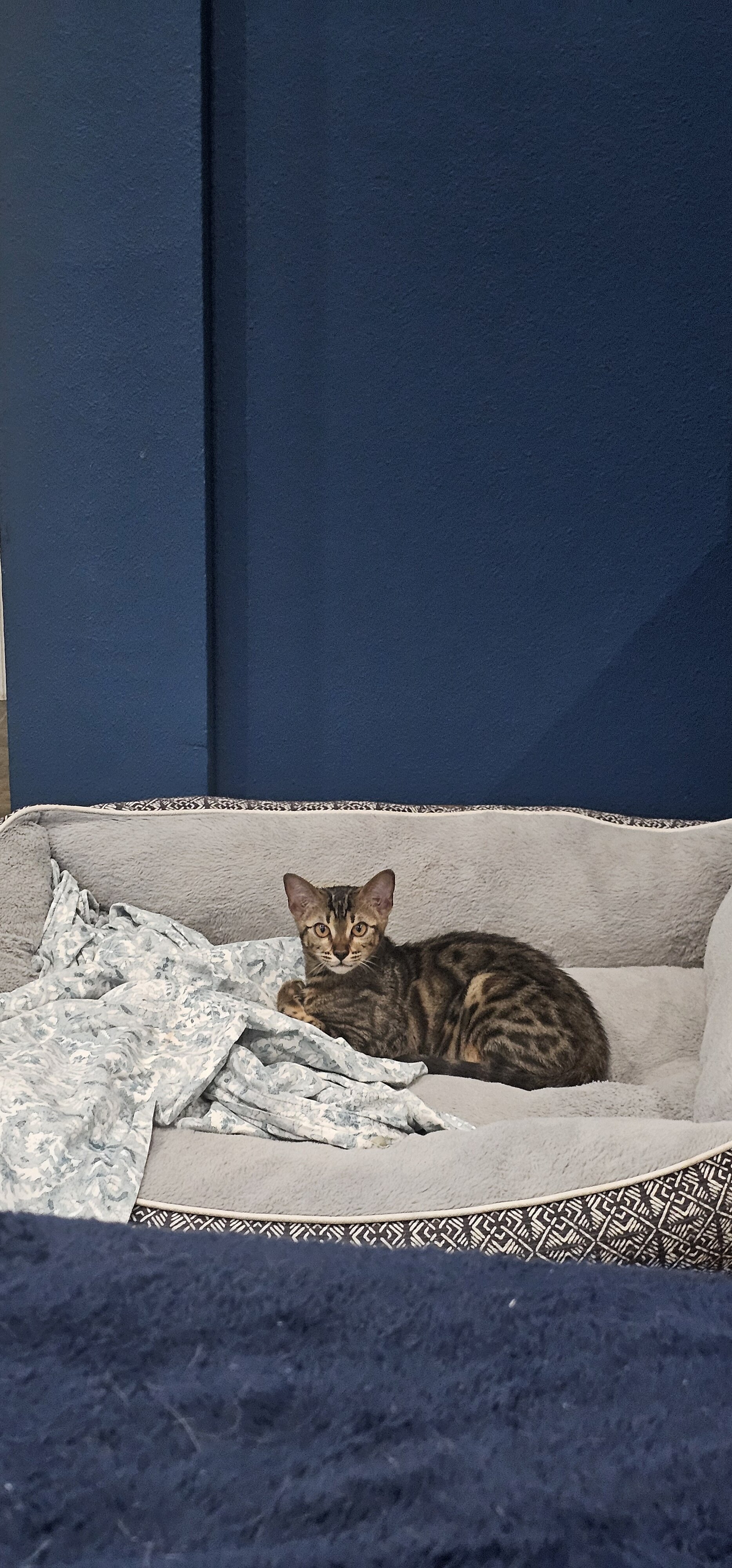Bengal cats image 1