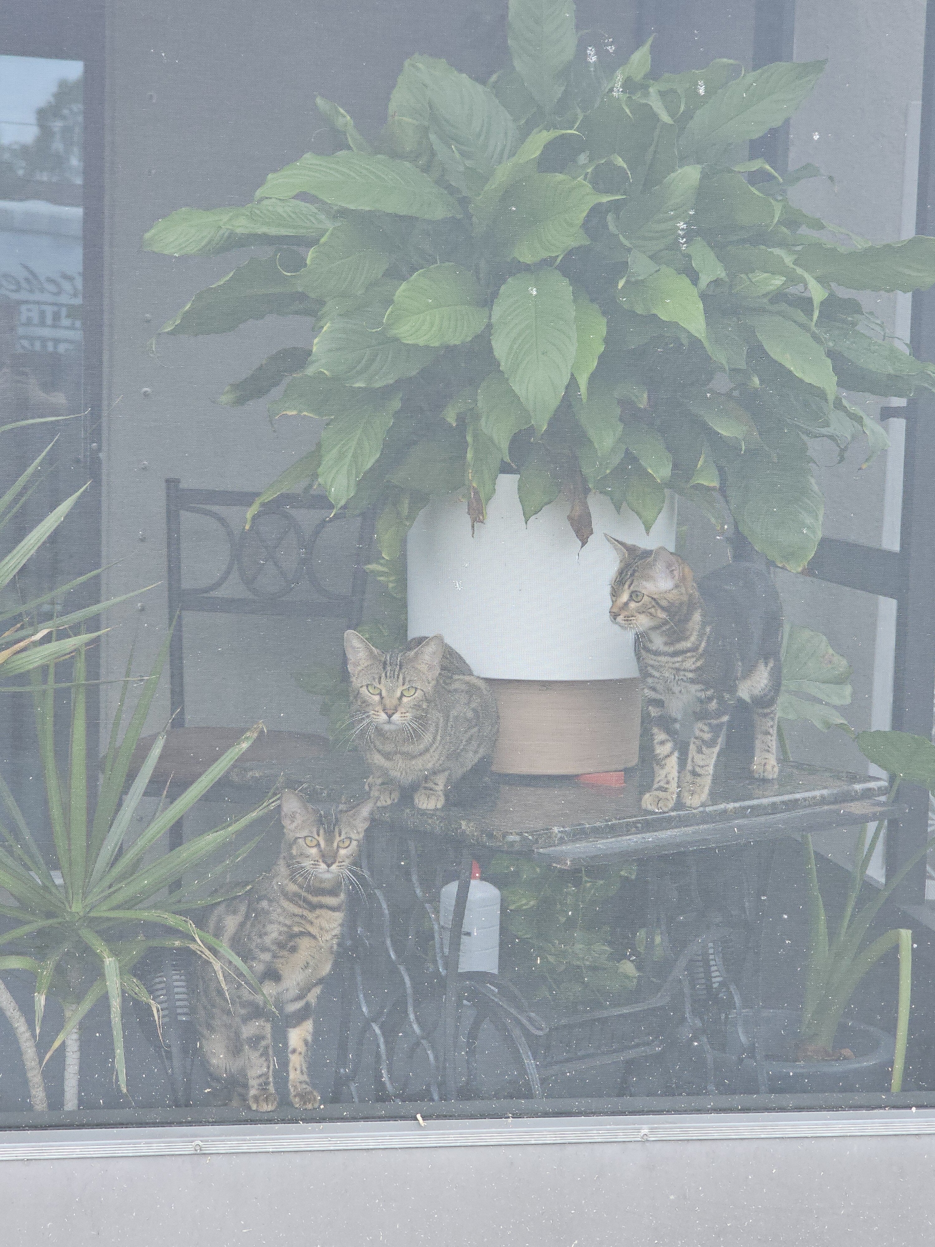 Bengal cats image 3
