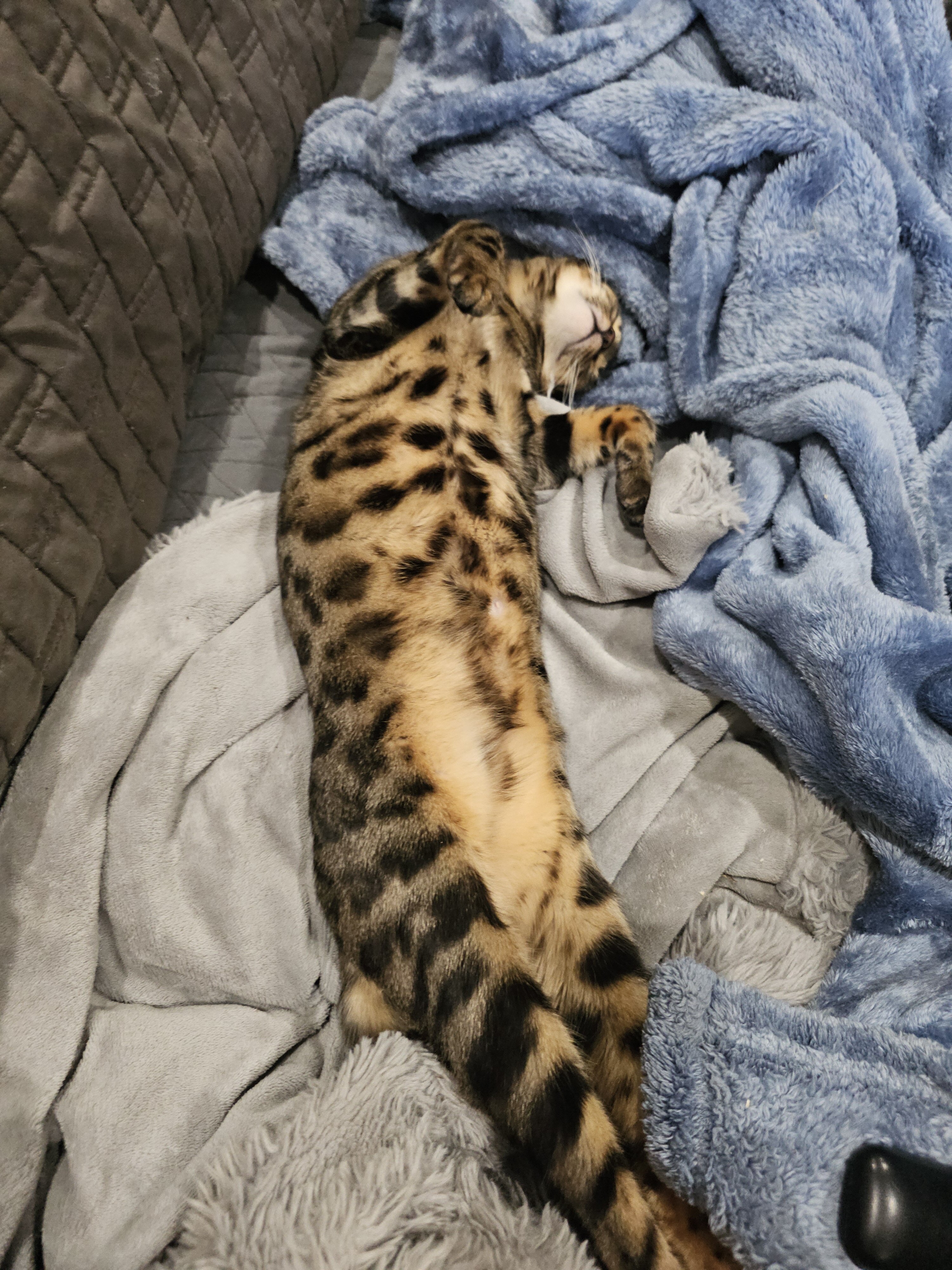 Bengal cats image 7