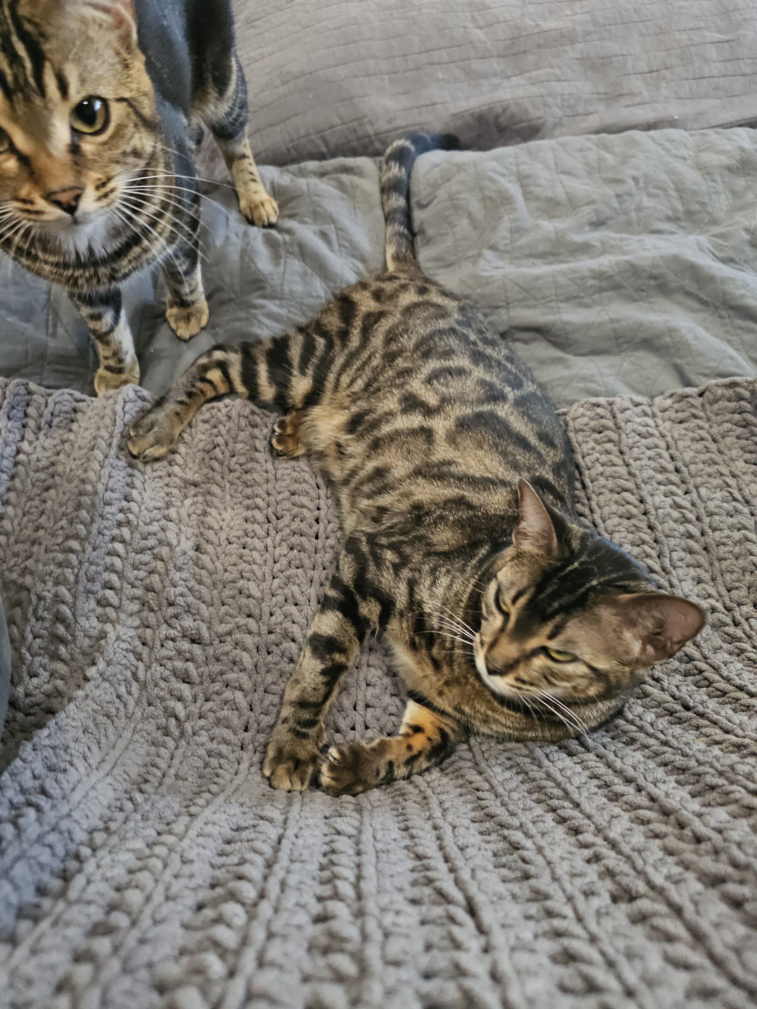 Bengal cats image 6