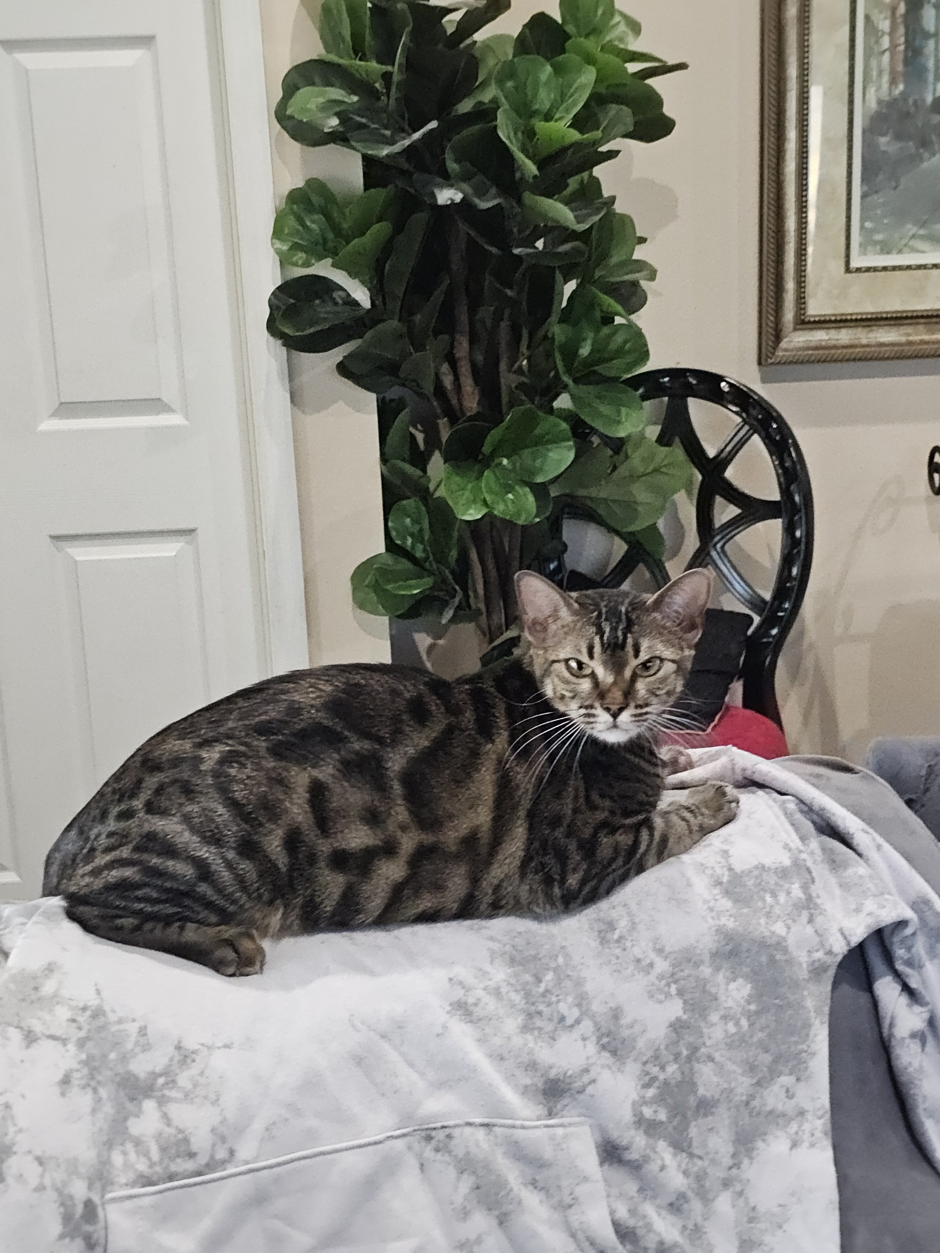 Bengal cats image 8