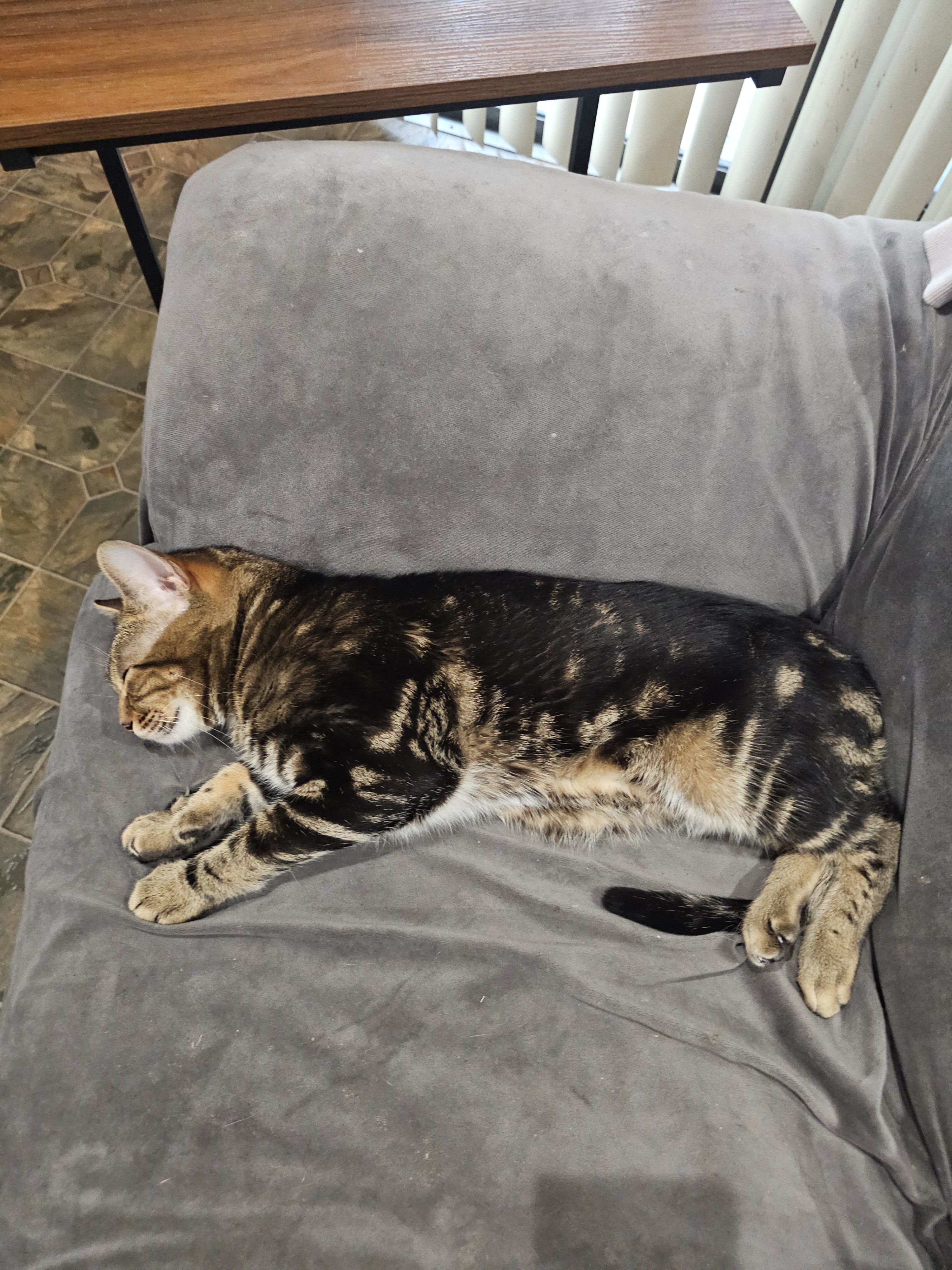 Bengal cats image 4